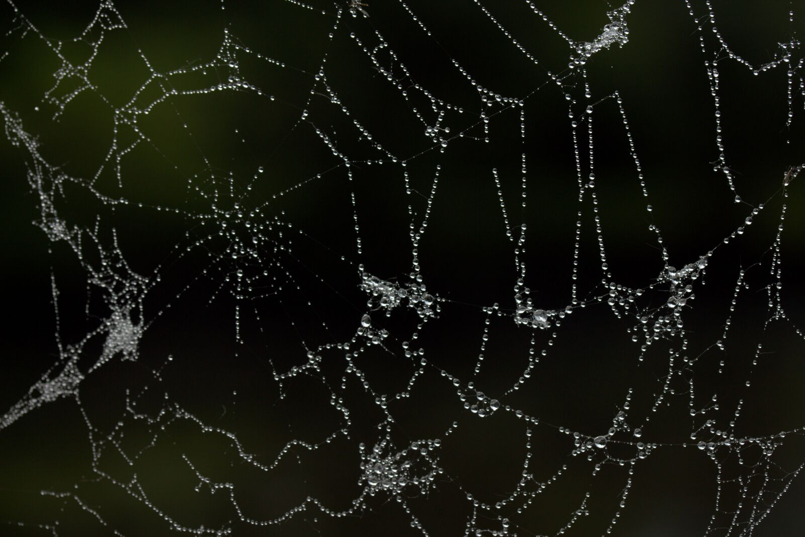Canon EF-S 60mm F2.8 Macro USM sample photo. Spider web, dew, drops photography