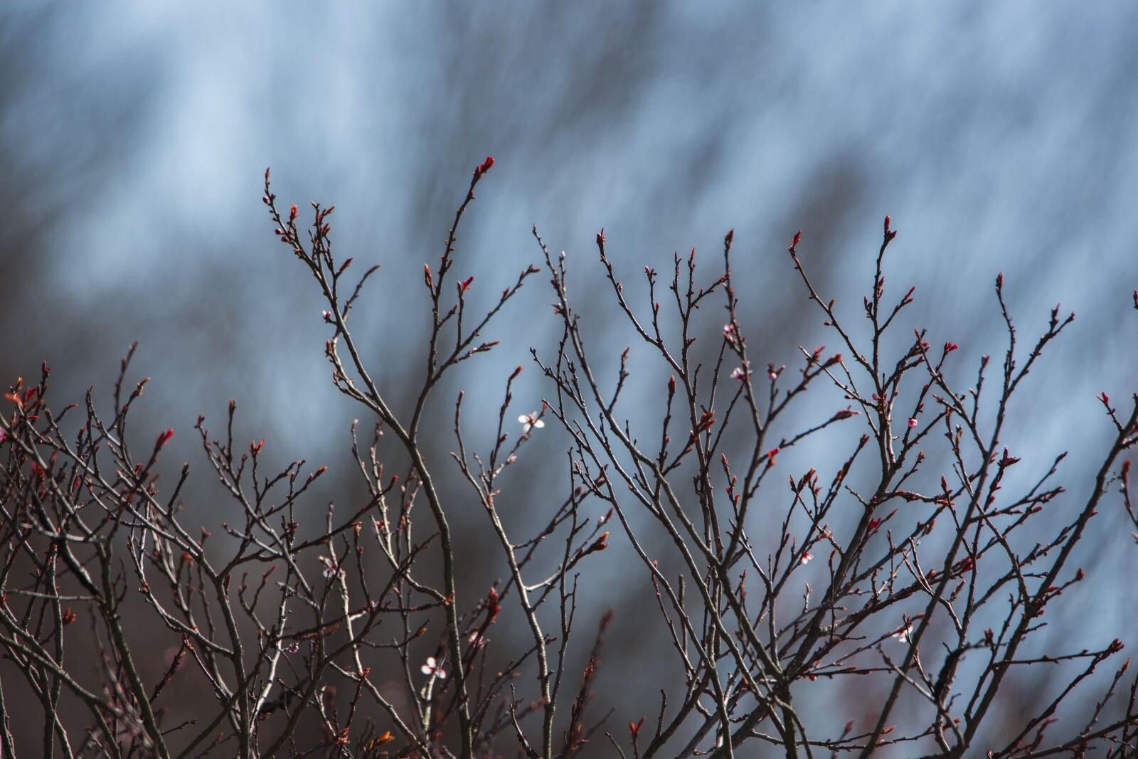 Canon EOS 5D Mark III sample photo. Spring, branches, nature photography