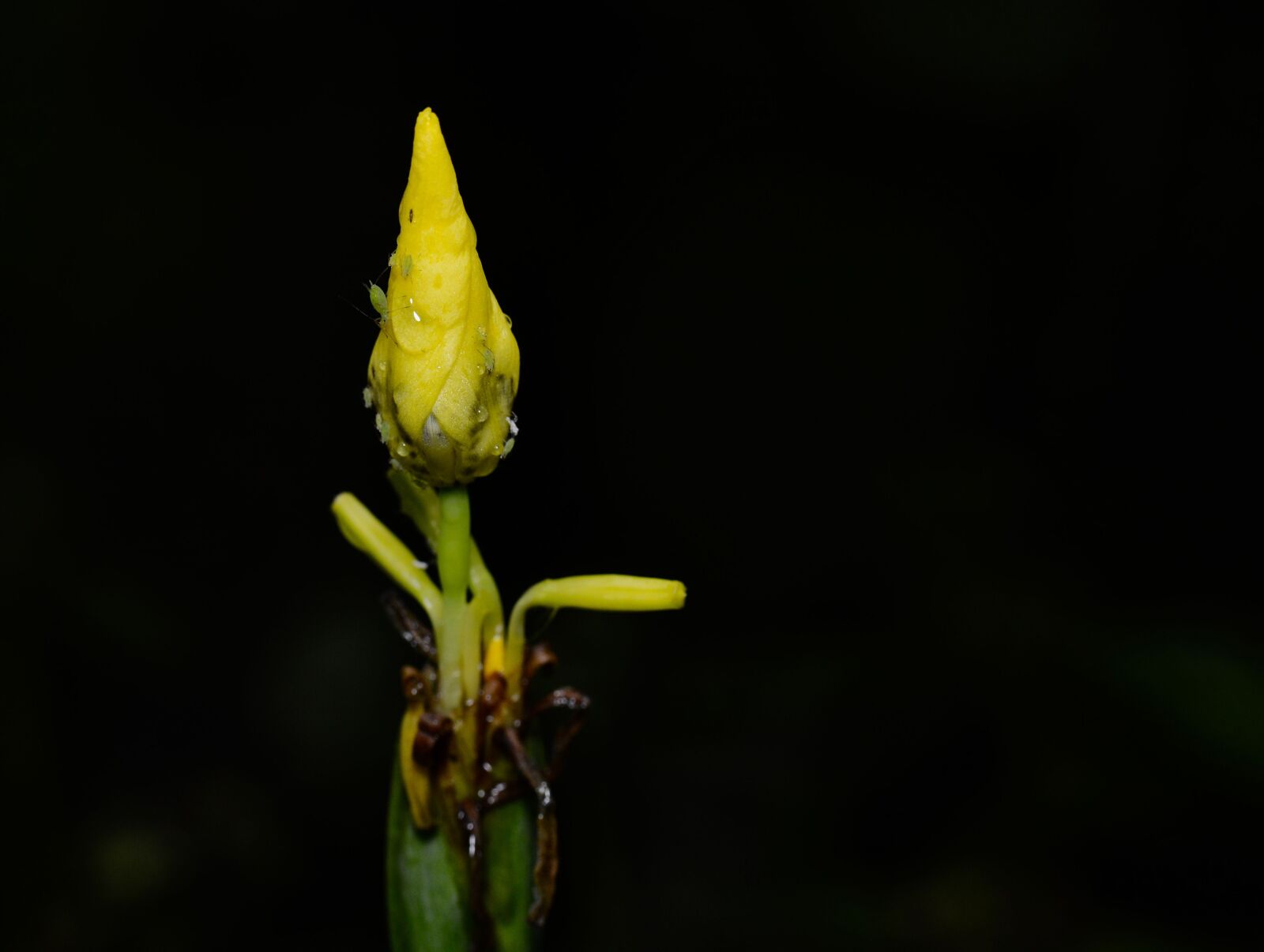 Nikon D3200 sample photo. Costa rica, plant, flower photography