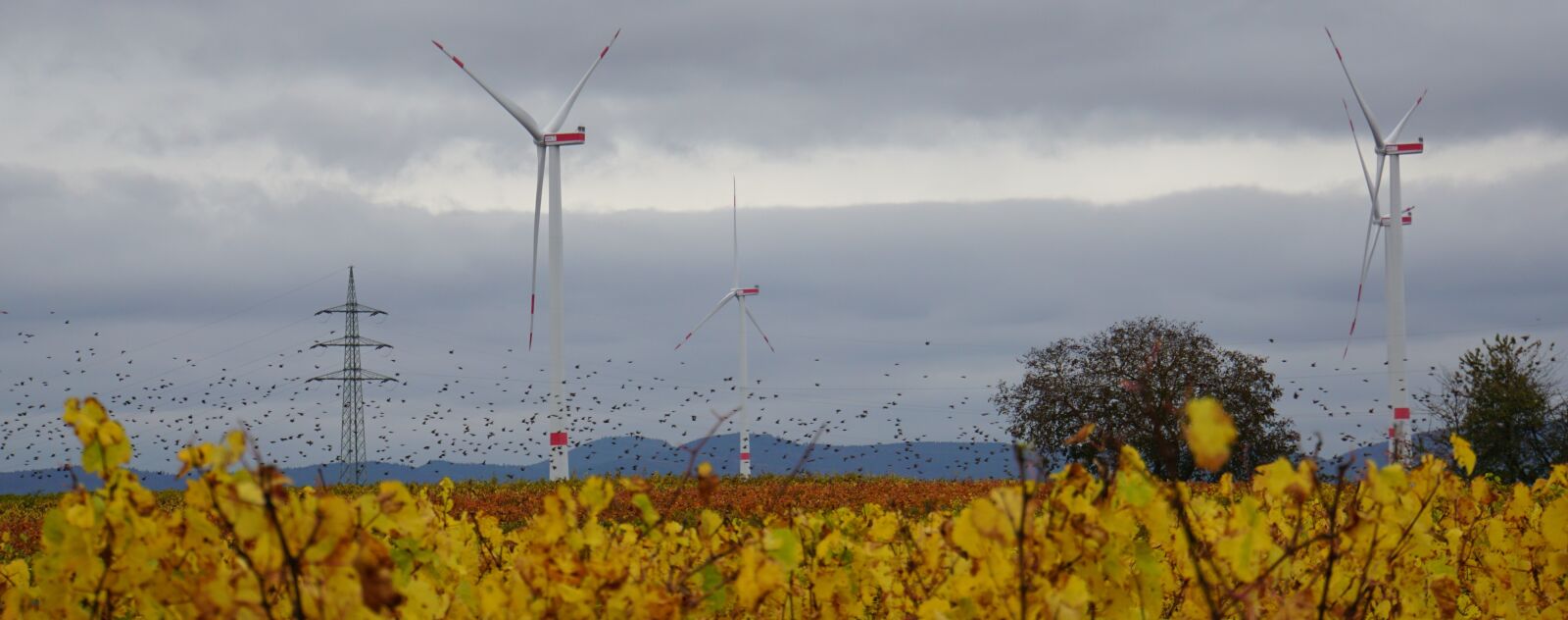 Sony E 18-200mm F3.5-6.3 OSS LE sample photo. Windräder, strommast, vineyard photography