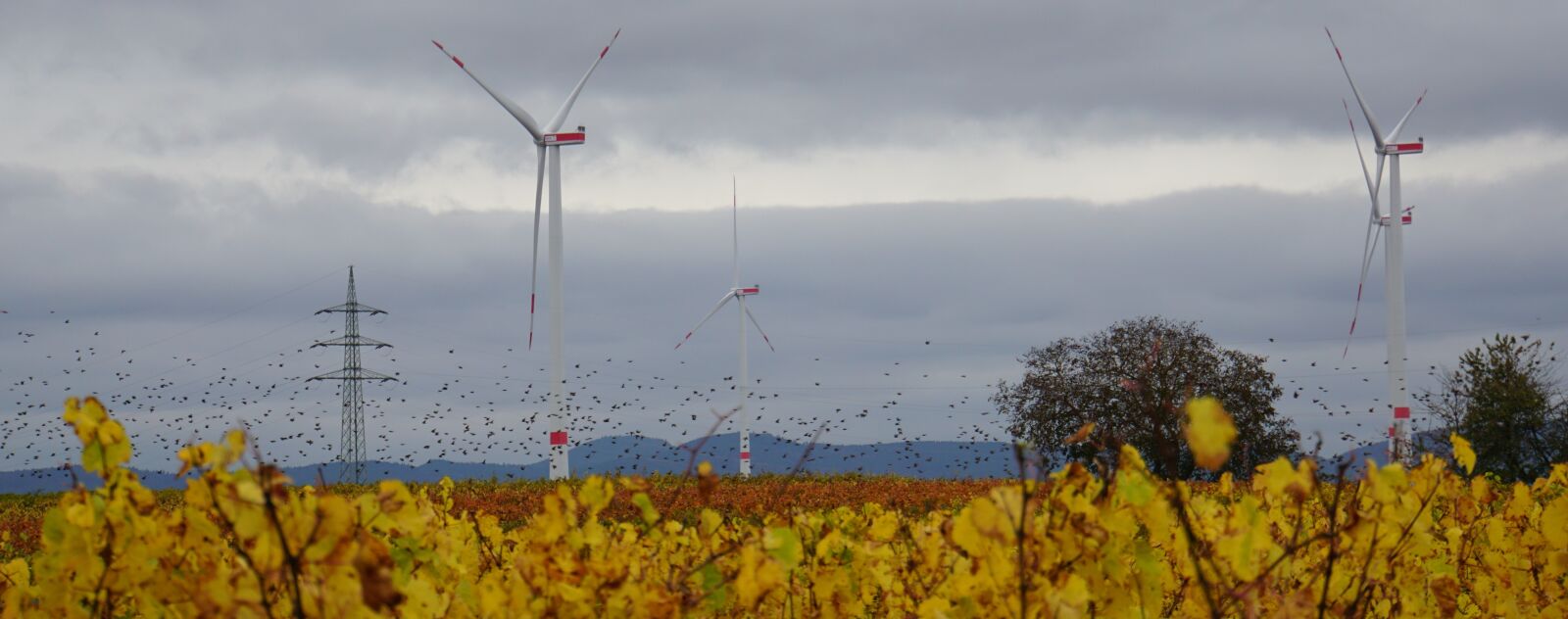 Sony a6000 + Sony E 18-200mm F3.5-6.3 OSS LE sample photo. Windräder, strommast, vineyard photography