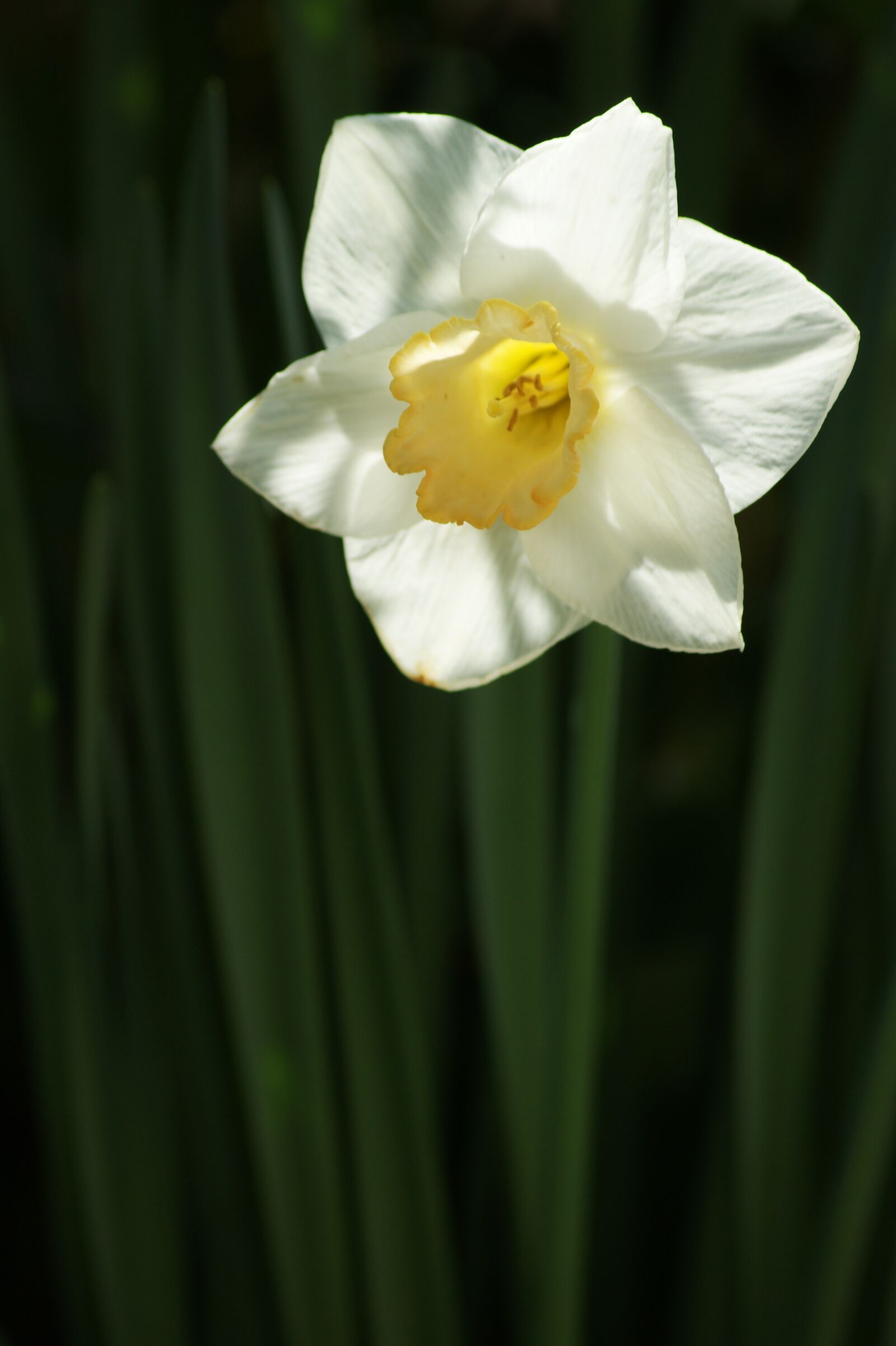 Sony Alpha DSLR-A350 sample photo. Snowflake, white, yellow photography
