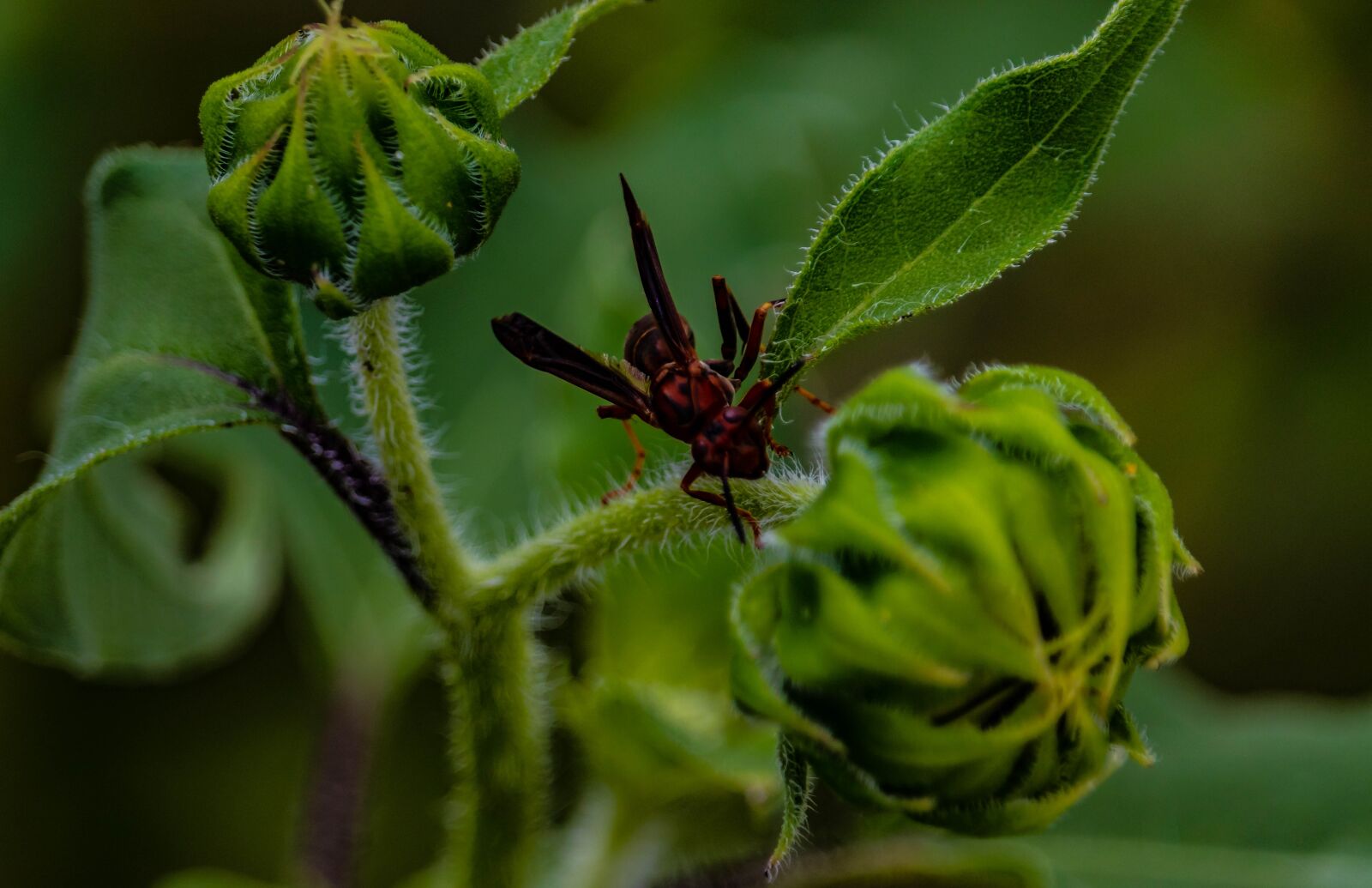 Canon EOS 200D (EOS Rebel SL2 / EOS Kiss X9) sample photo. Wasp, insect, sunflower photography