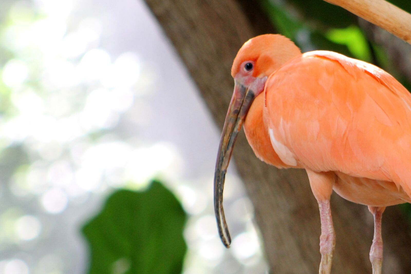 Canon EF 75-300mm f/4-5.6 sample photo. Bird, zoo, nature photography