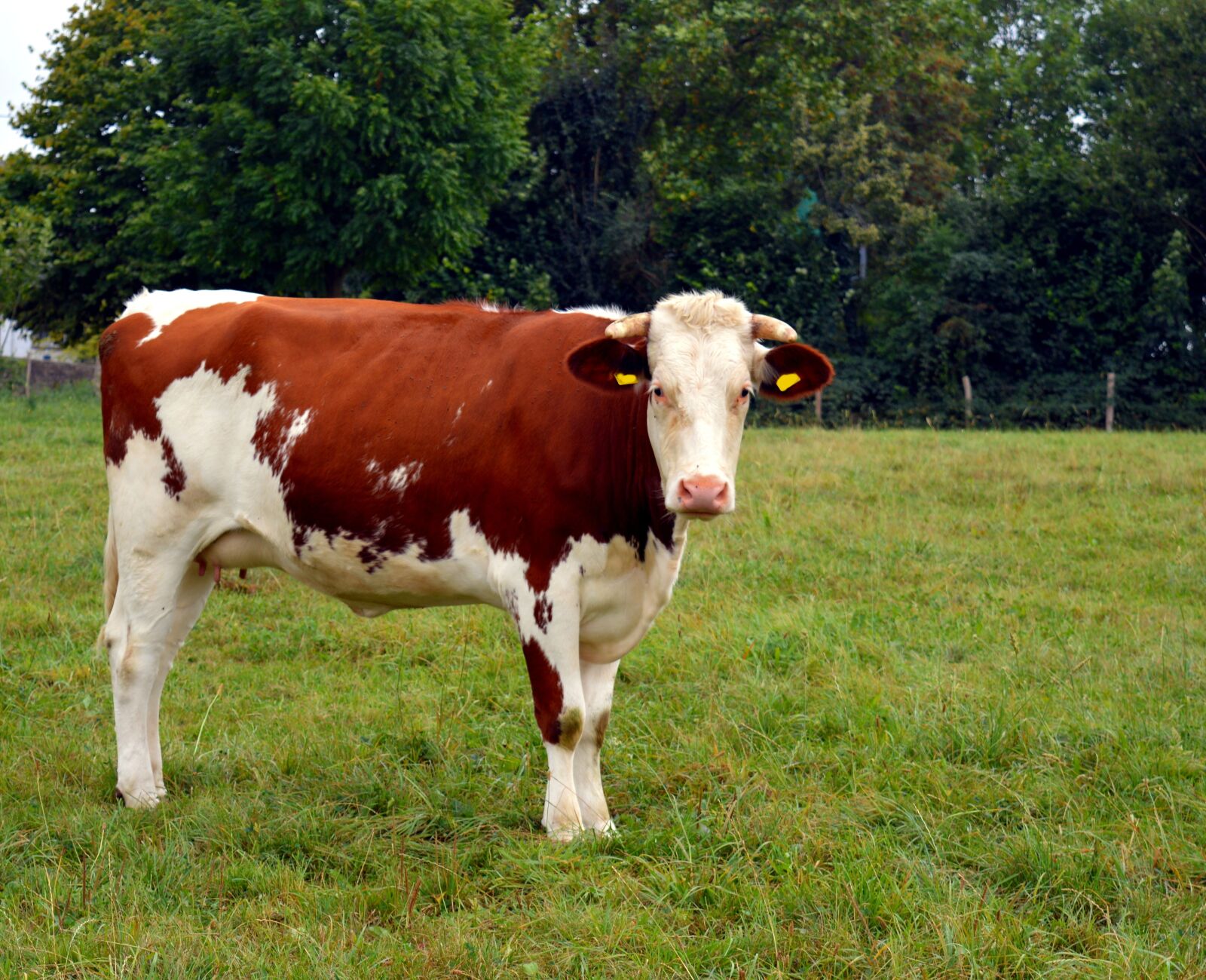 Nikon D3200 sample photo. Cow, milk, beef photography