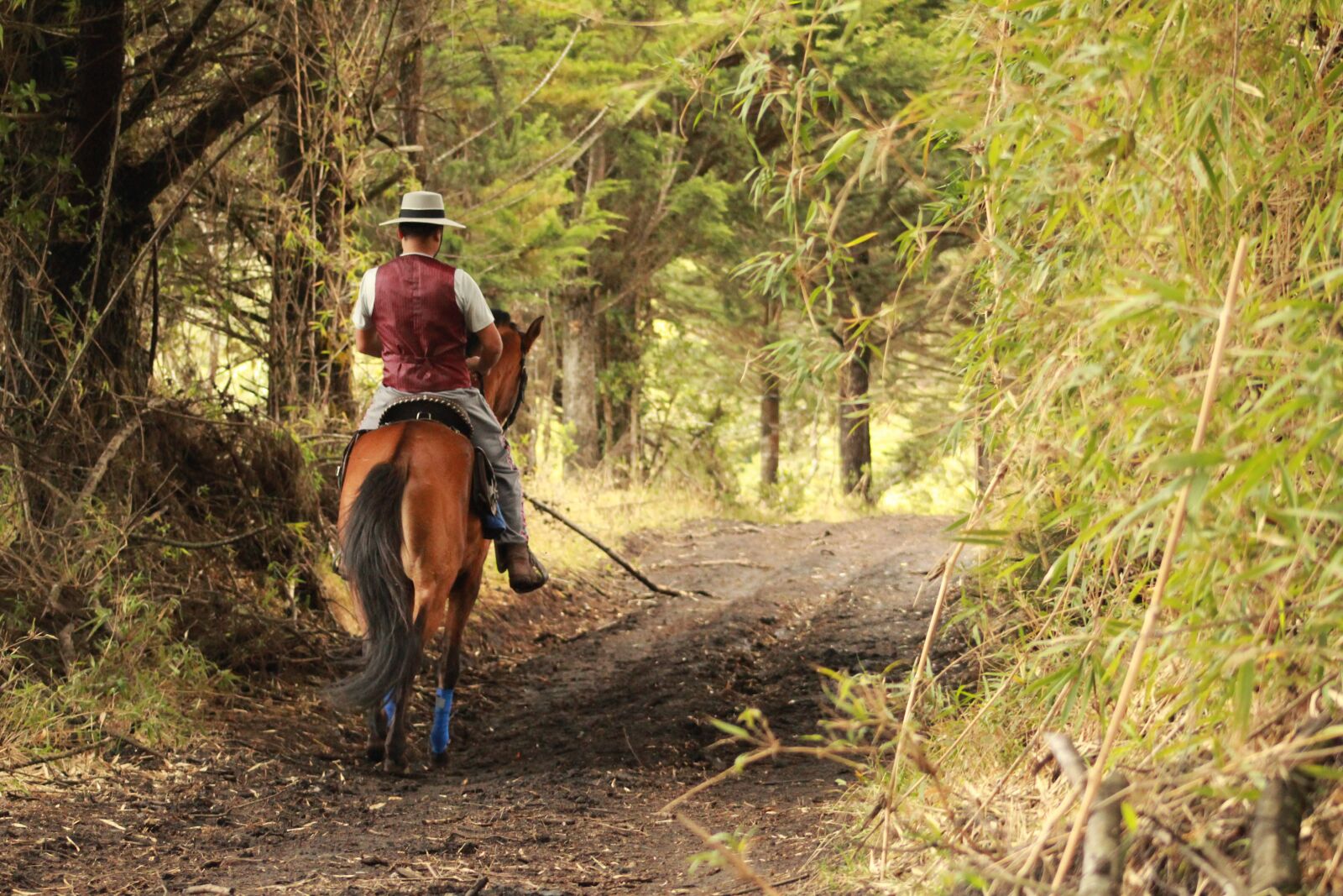 Canon EOS 1300D (EOS Rebel T6 / EOS Kiss X80) sample photo. Ranger, solo, horse photography