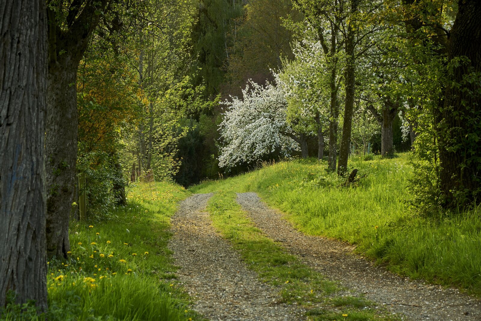 Sony ILCA-77M2 sample photo. Tree, landscape, nature photography
