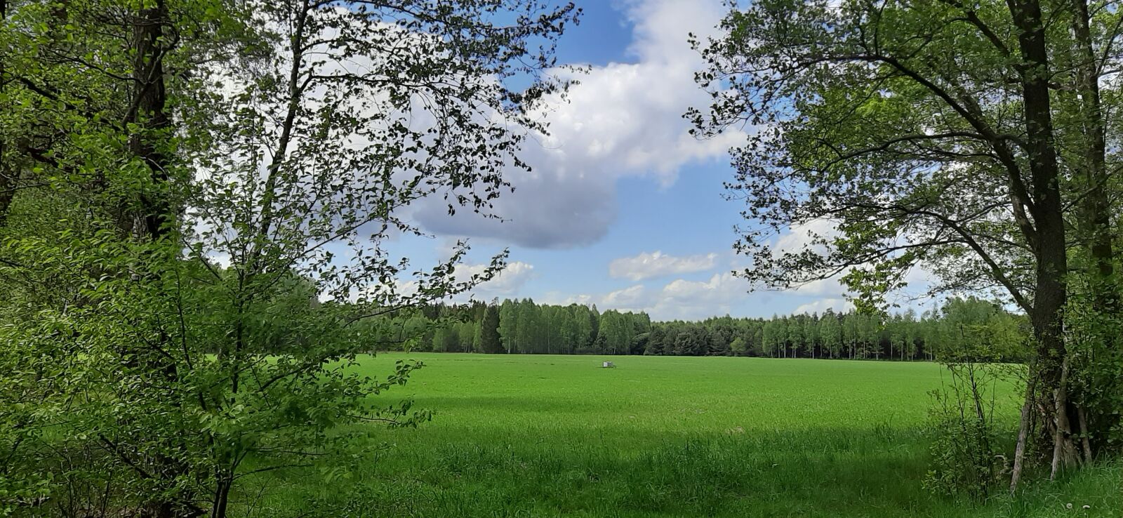 Samsung Galaxy A50 sample photo. Forest, grass, nature photography
