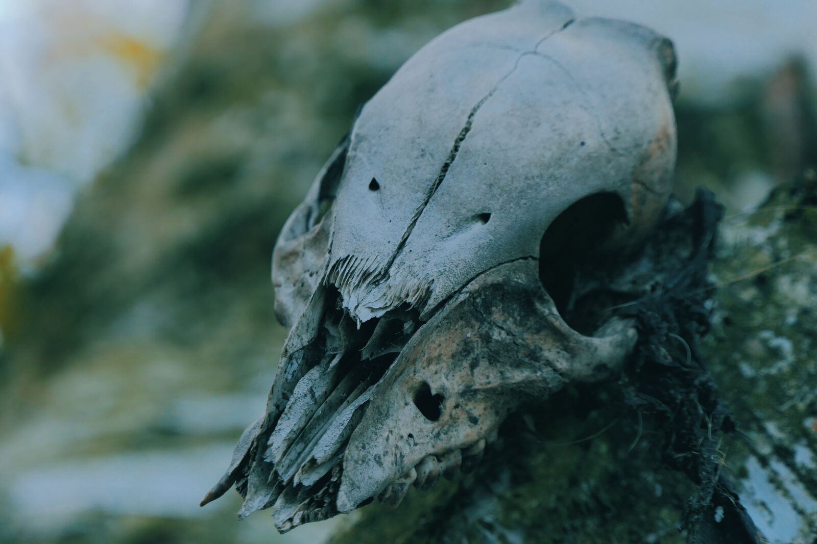 Panasonic Lumix DMC-FZ2500 (Lumix DMC-FZ2000) sample photo. Scary, animal, skull photography