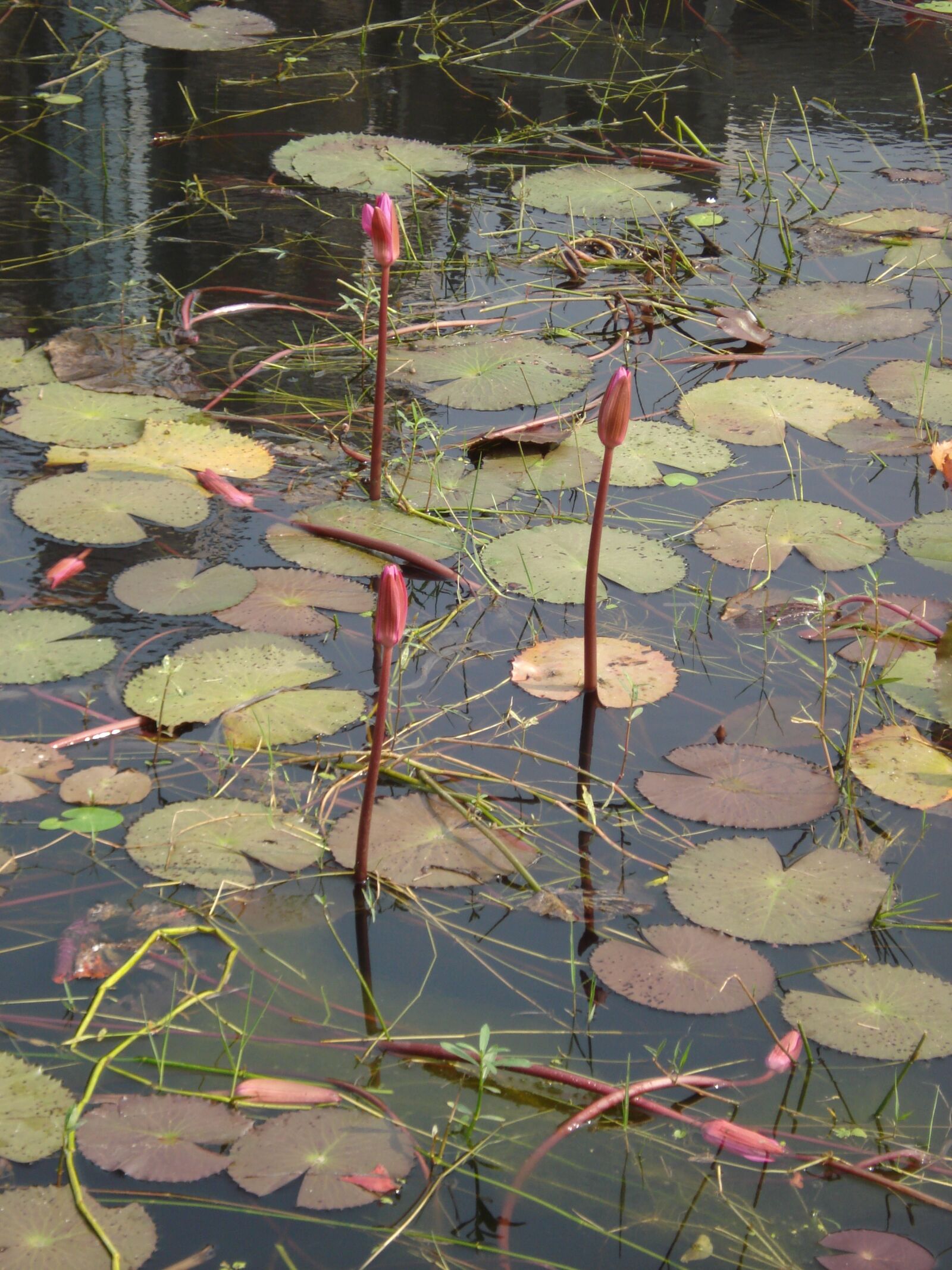 Sony DSC-W55 sample photo. Lalbagh fort pond, water photography