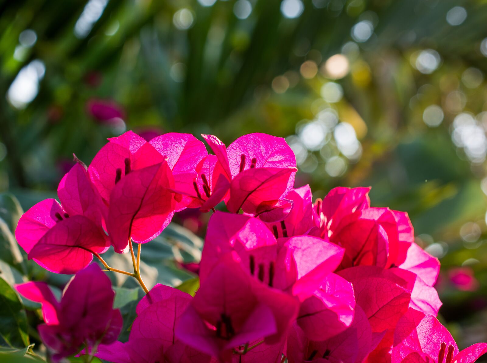Nikon D5200 sample photo. Blossom, bloom, flower photography