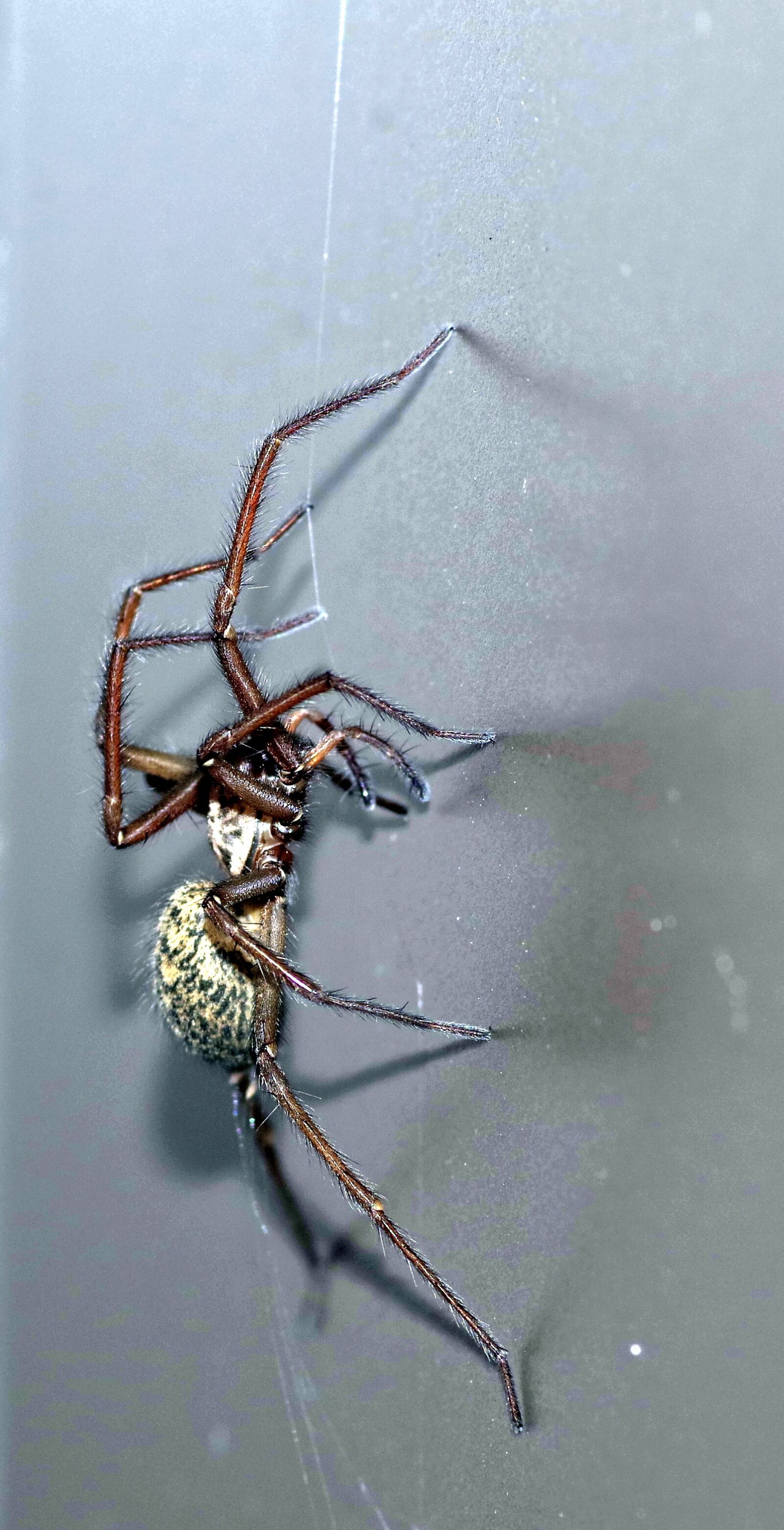 Pentax K-S2 sample photo. Spider, tegenaria domestica, terrible photography