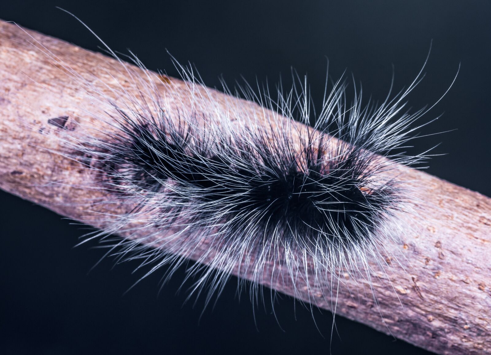Nikon D5200 sample photo. Caterpillar, insect, prickly photography