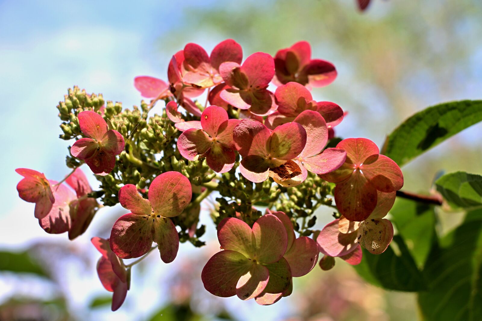 Canon EOS 7D sample photo. Hydrangea, bush, summer photography