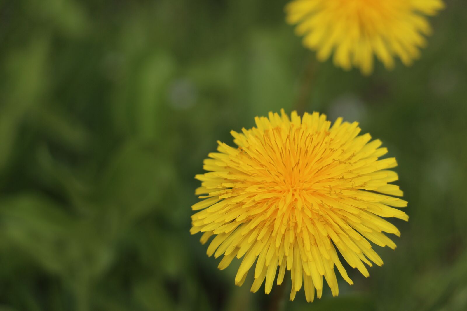 Canon EOS 700D (EOS Rebel T5i / EOS Kiss X7i) sample photo. Dandelion, blossom, bloom photography