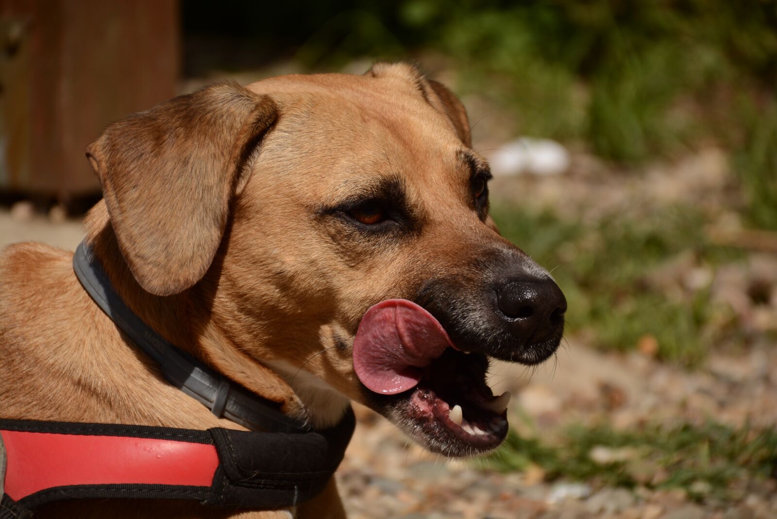 Nikon D7100 sample photo. Dog, brown, animal photography