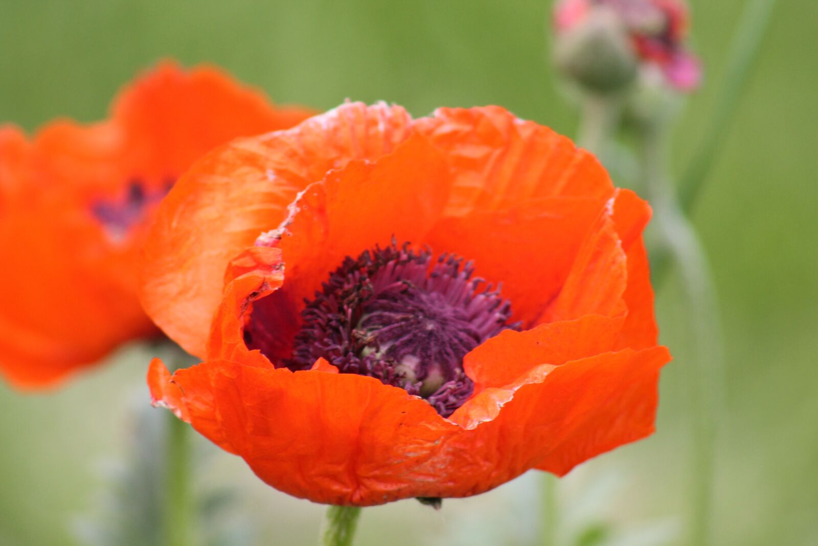Canon EOS 1100D (EOS Rebel T3 / EOS Kiss X50) sample photo. Poppy, flower, orange photography