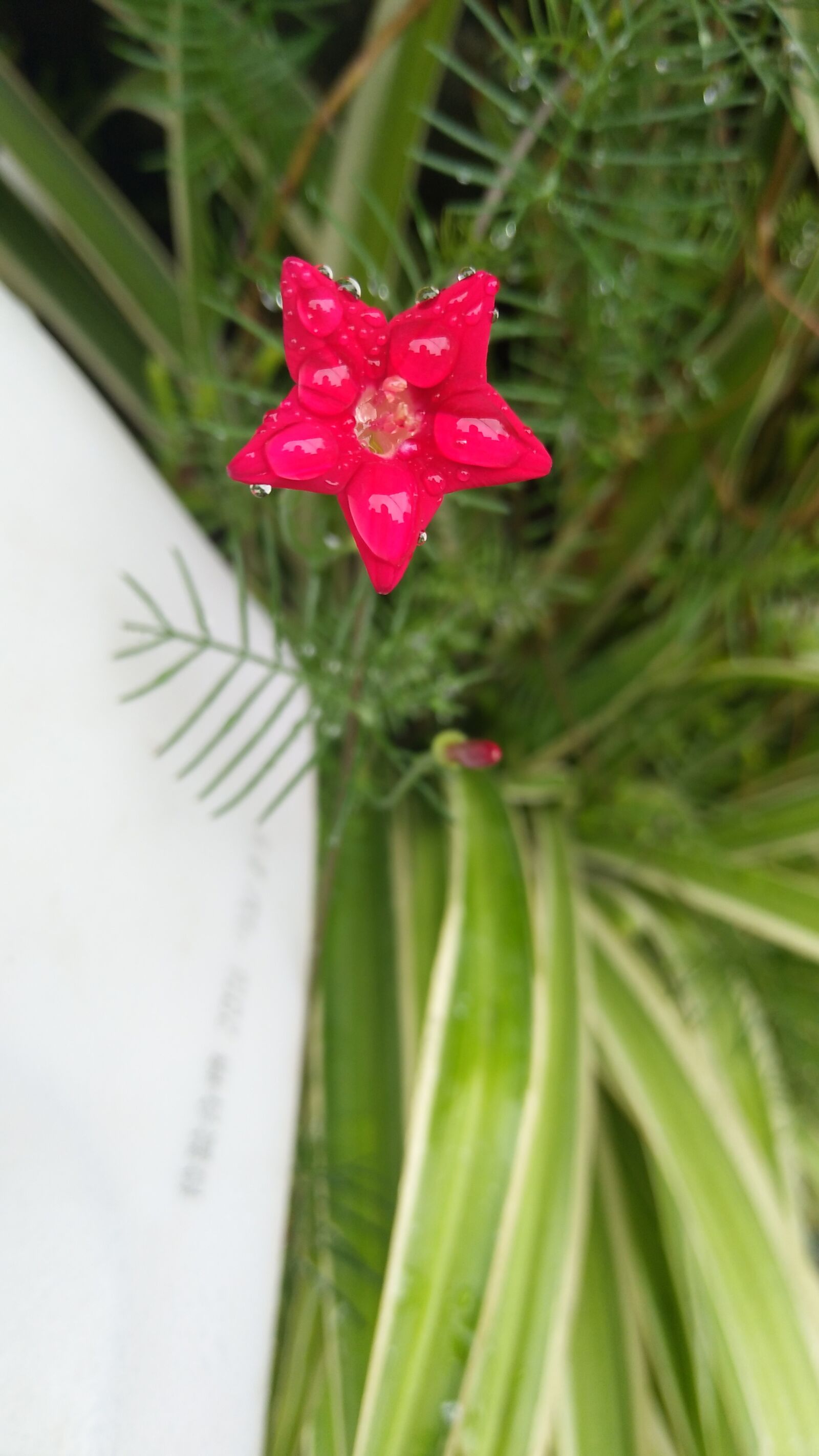 vivo X9I sample photo. 星星, 植物, 花朵 photography