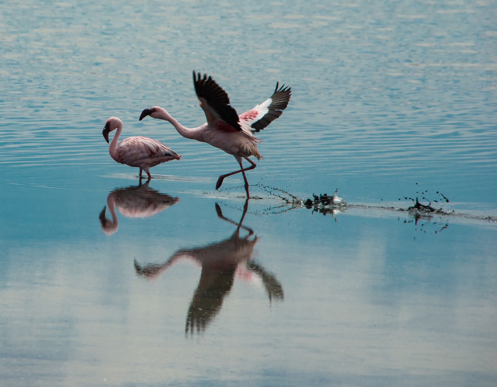 Nikon D800 sample photo. Flamingo, start, mirroring photography