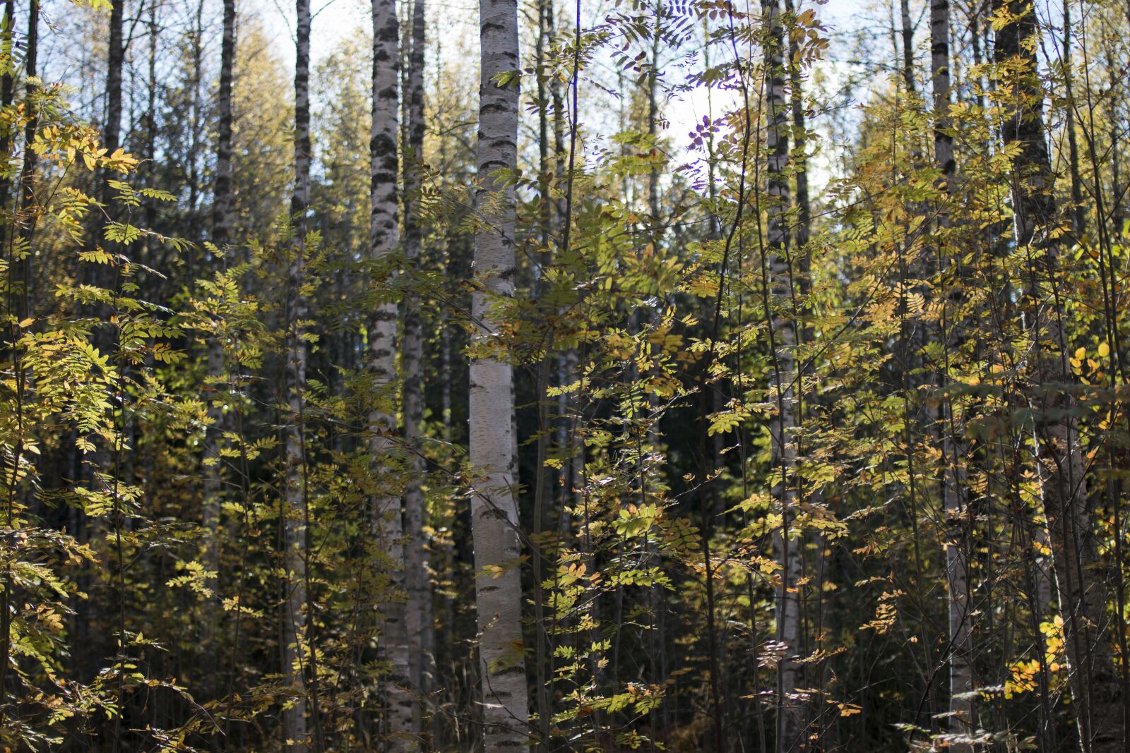 Canon EOS 70D sample photo. Forest, fall colors, nature photography