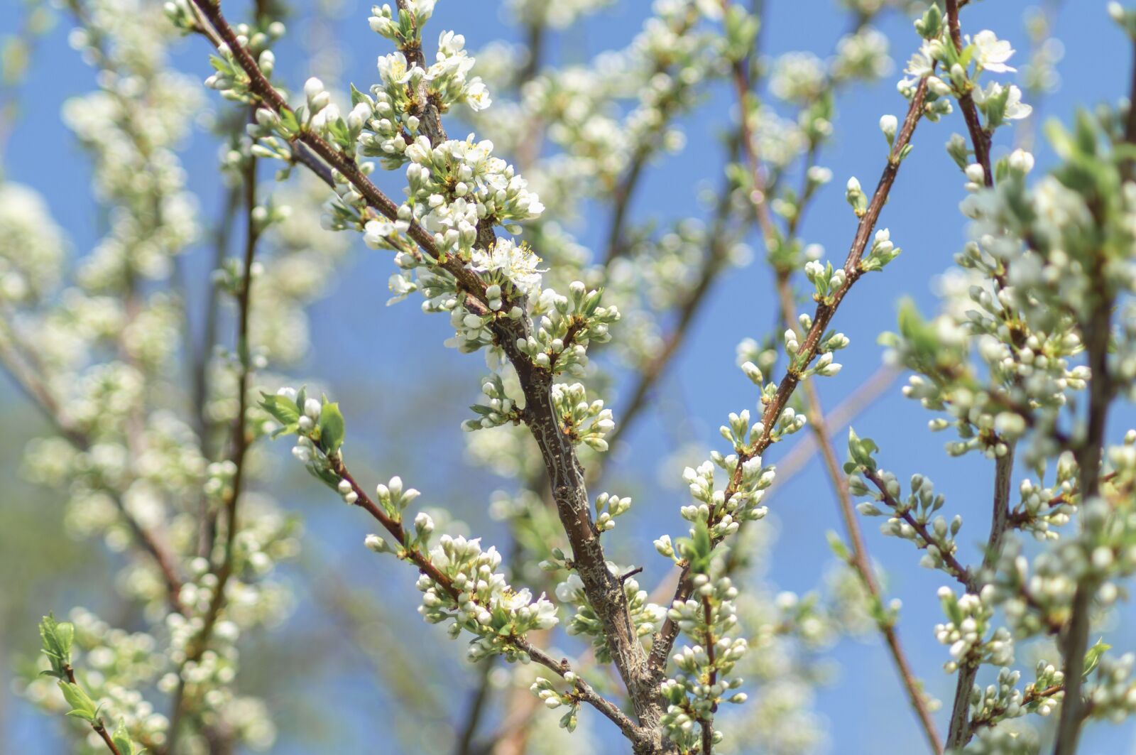Sony SLT-A37 sample photo. Apple tree, spring, nature photography