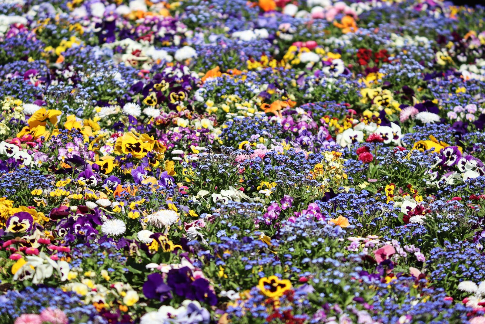 Canon EOS 200D (EOS Rebel SL2 / EOS Kiss X9) sample photo. Spring flowers, colorful, flower photography