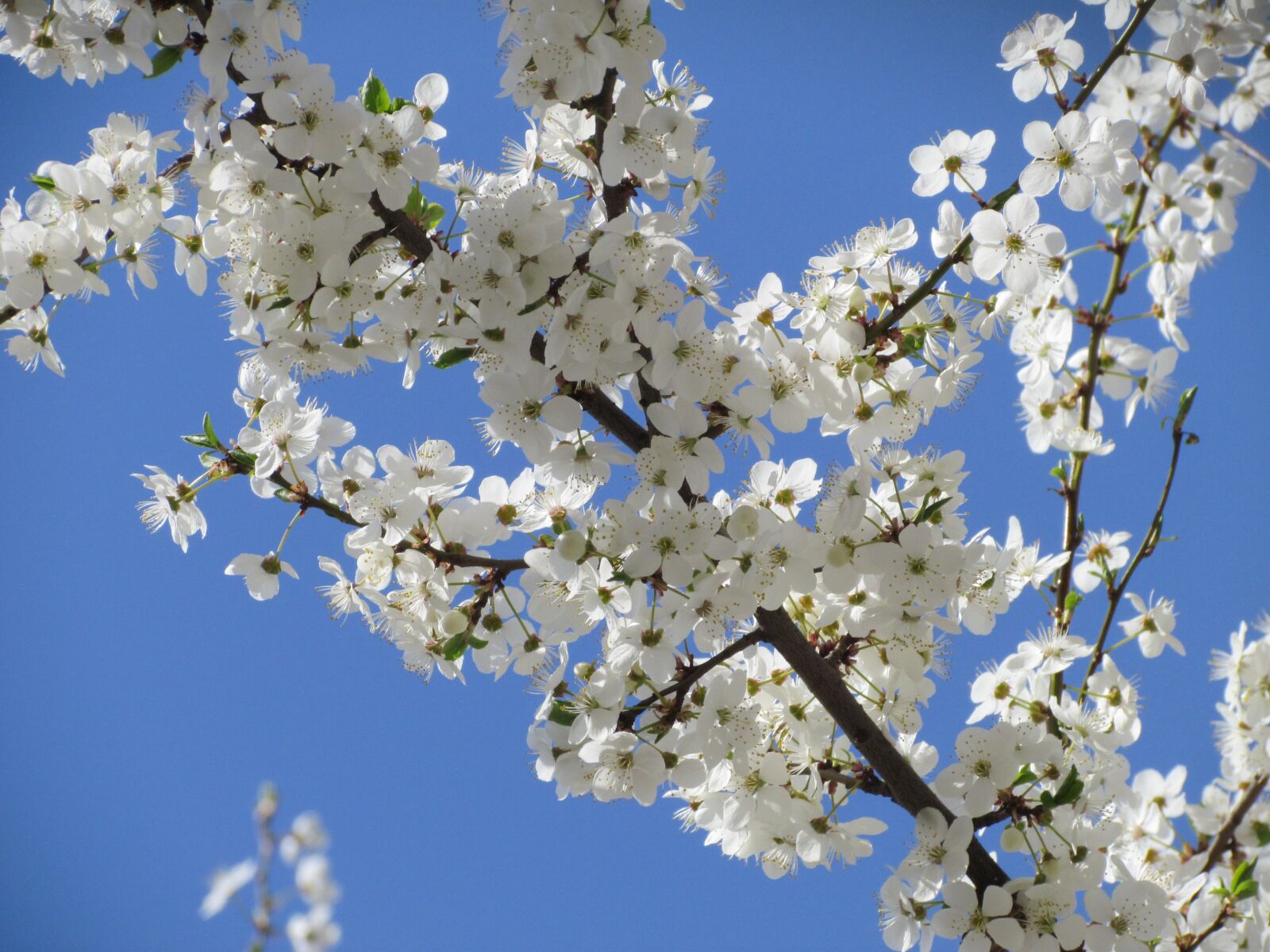 Canon PowerShot SX30 IS sample photo. Flowers, tree, branch photography