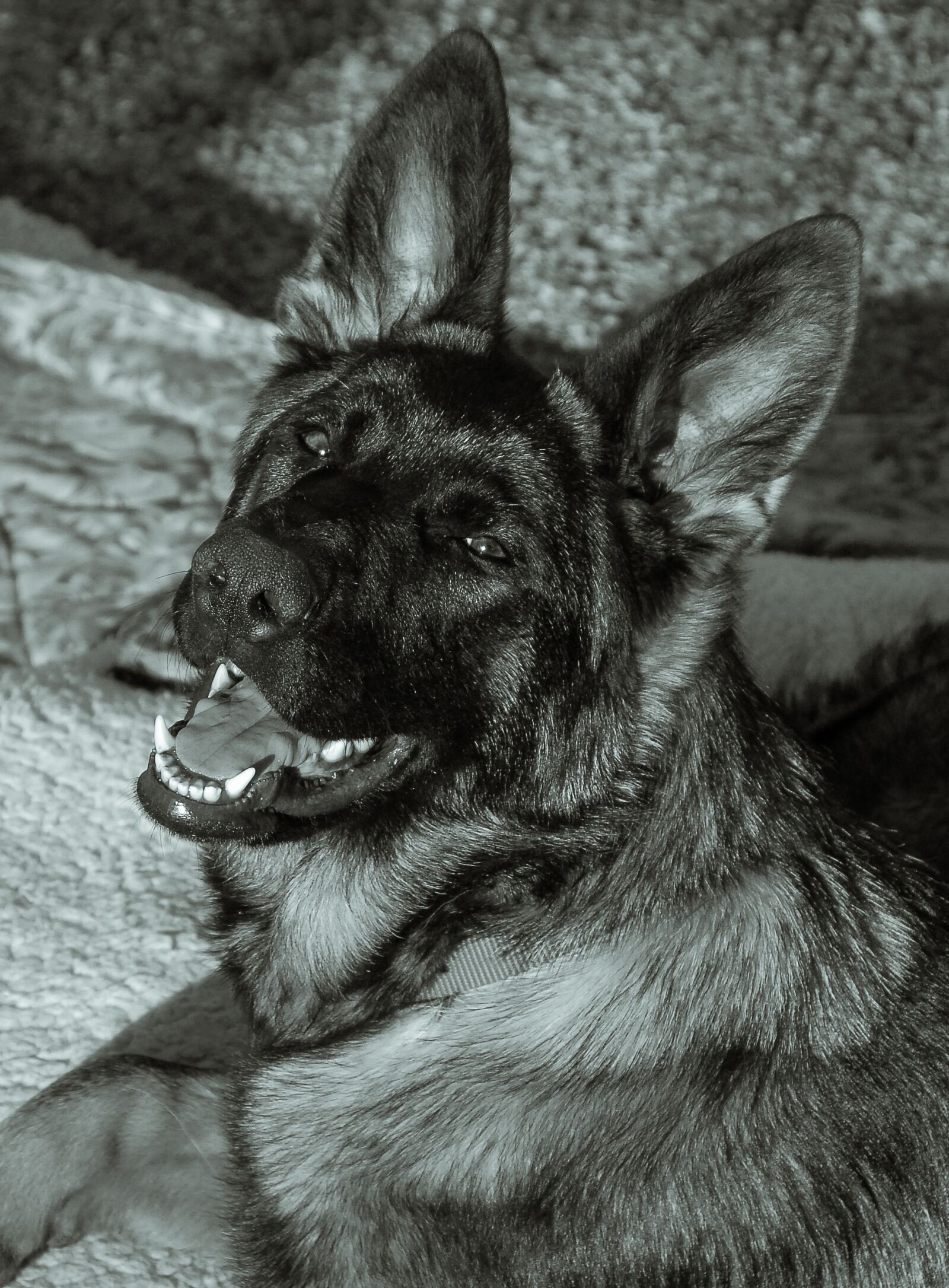 Nikon D200 sample photo. Animal, dog, german shepherd photography