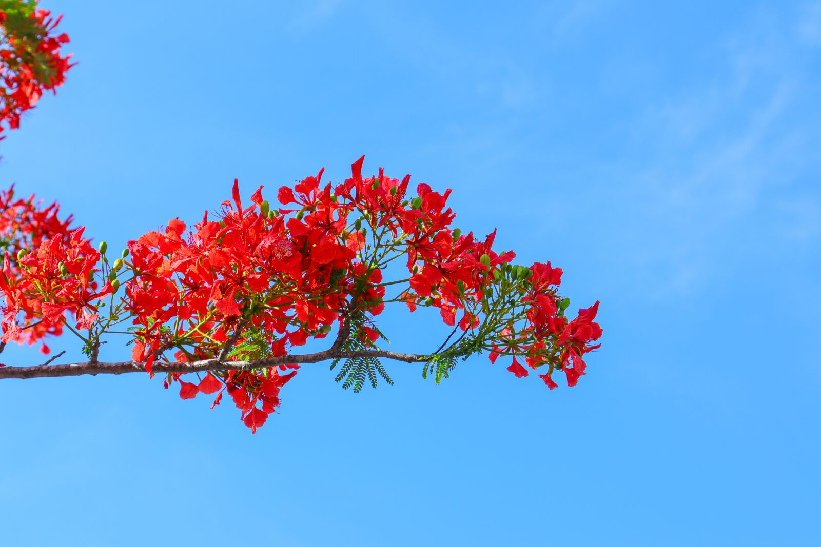 Canon EOS 80D + Canon EF 24-105mm F4L IS USM sample photo. Phoenix flower, poinciana photography
