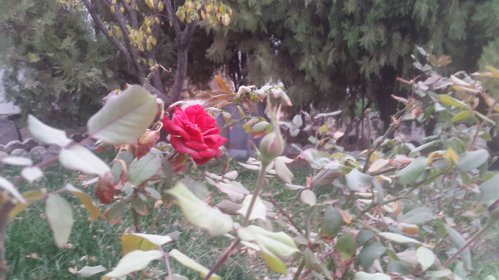 Samsung Galaxy S5 sample photo. Flower photography