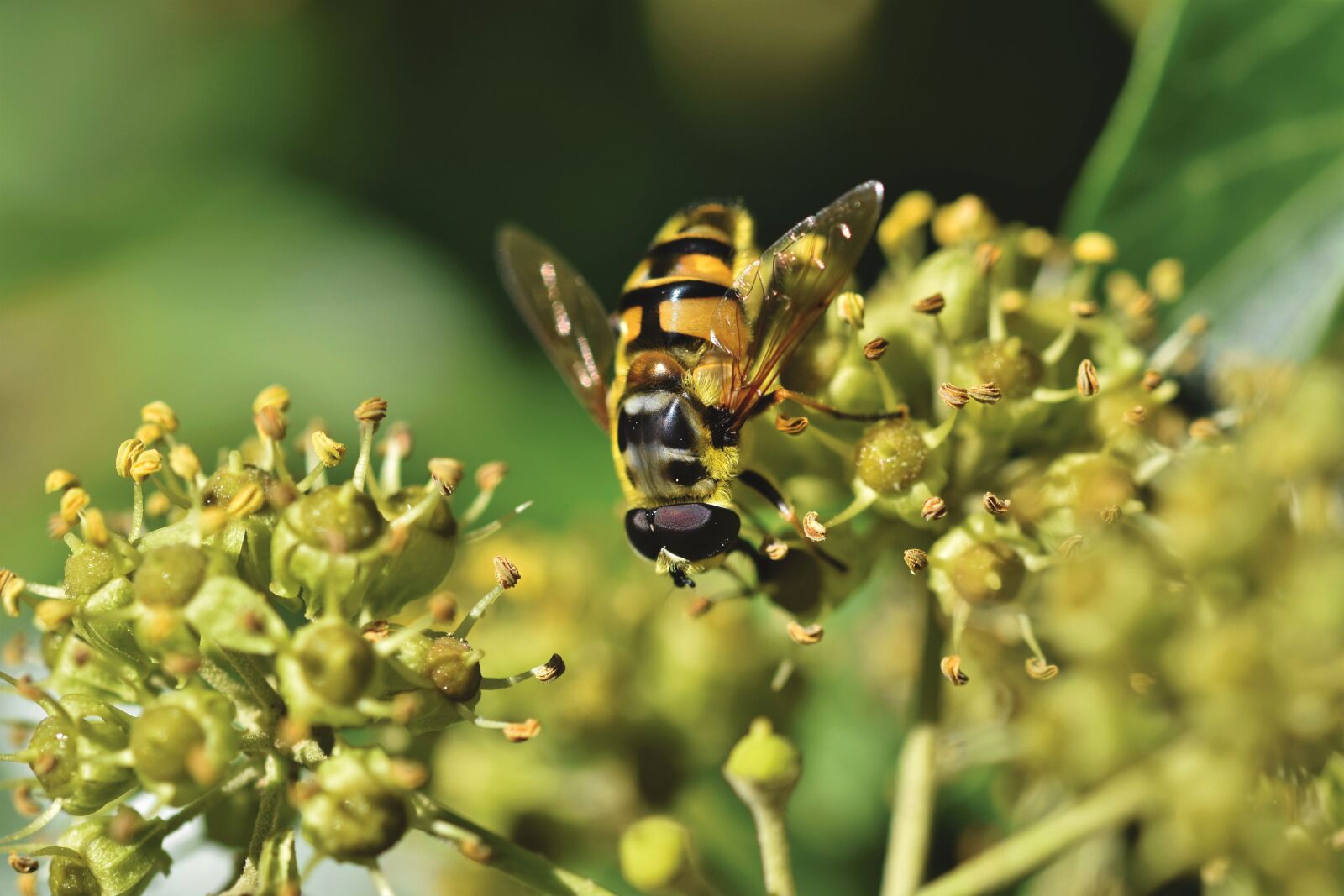 Nikon D7200 sample photo. Hoverfly, insect, flower photography