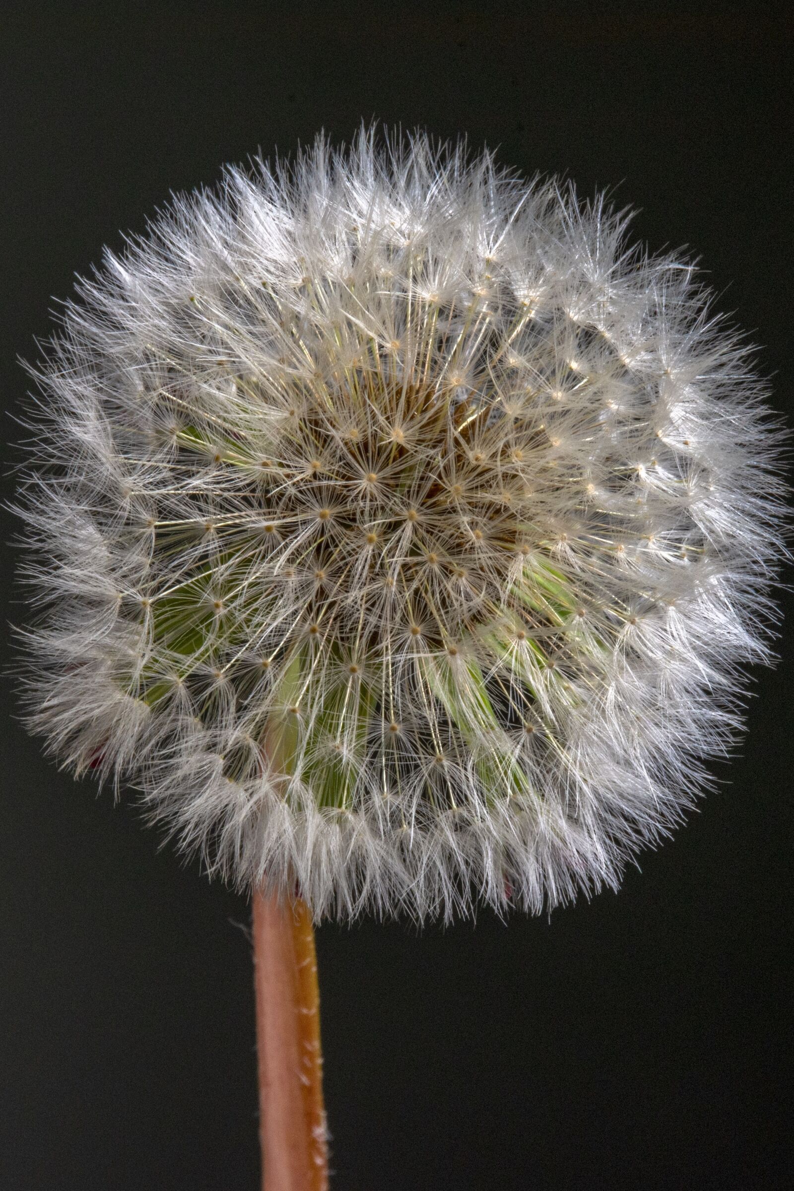 Nikon D7200 sample photo. Flower, dandelion, nature photography