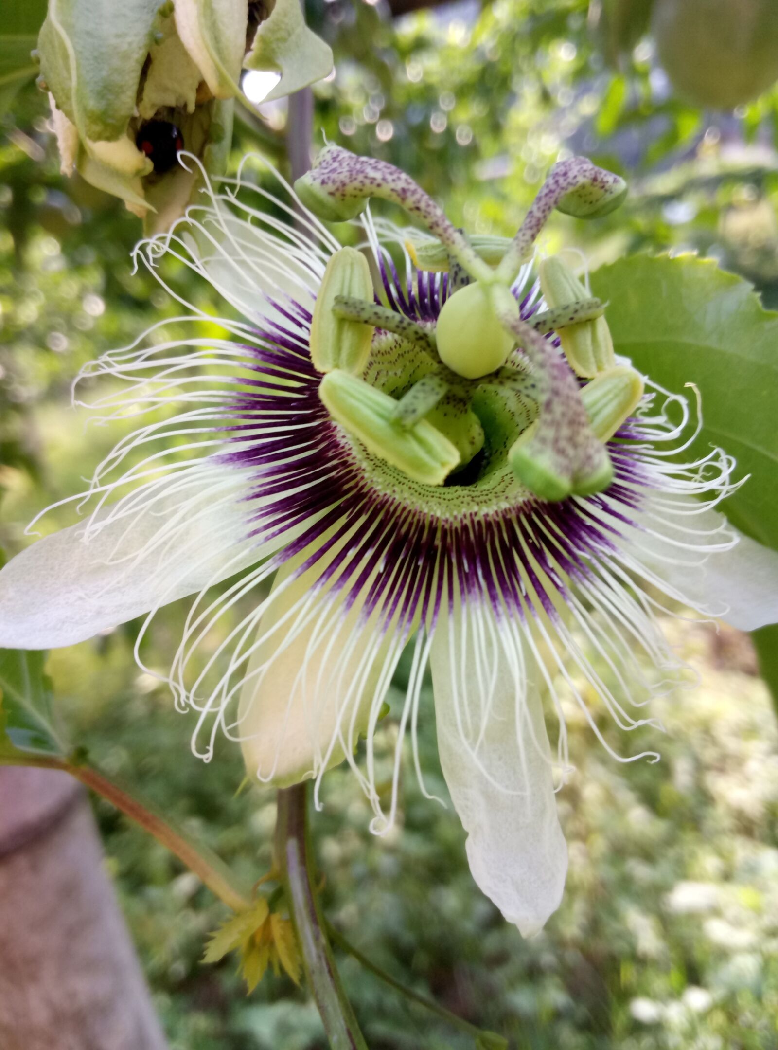 Meizu m3 note sample photo. Flower, passion fruit flower photography