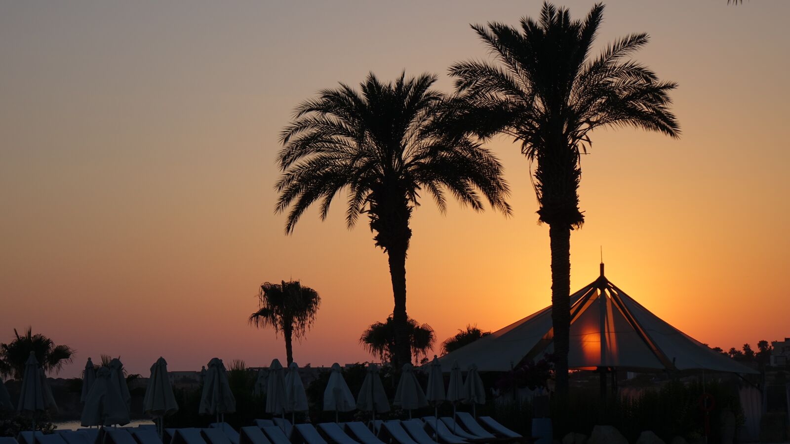 Sony Cyber-shot DSC-RX10 II sample photo. Palm tree, amazing, sunset photography