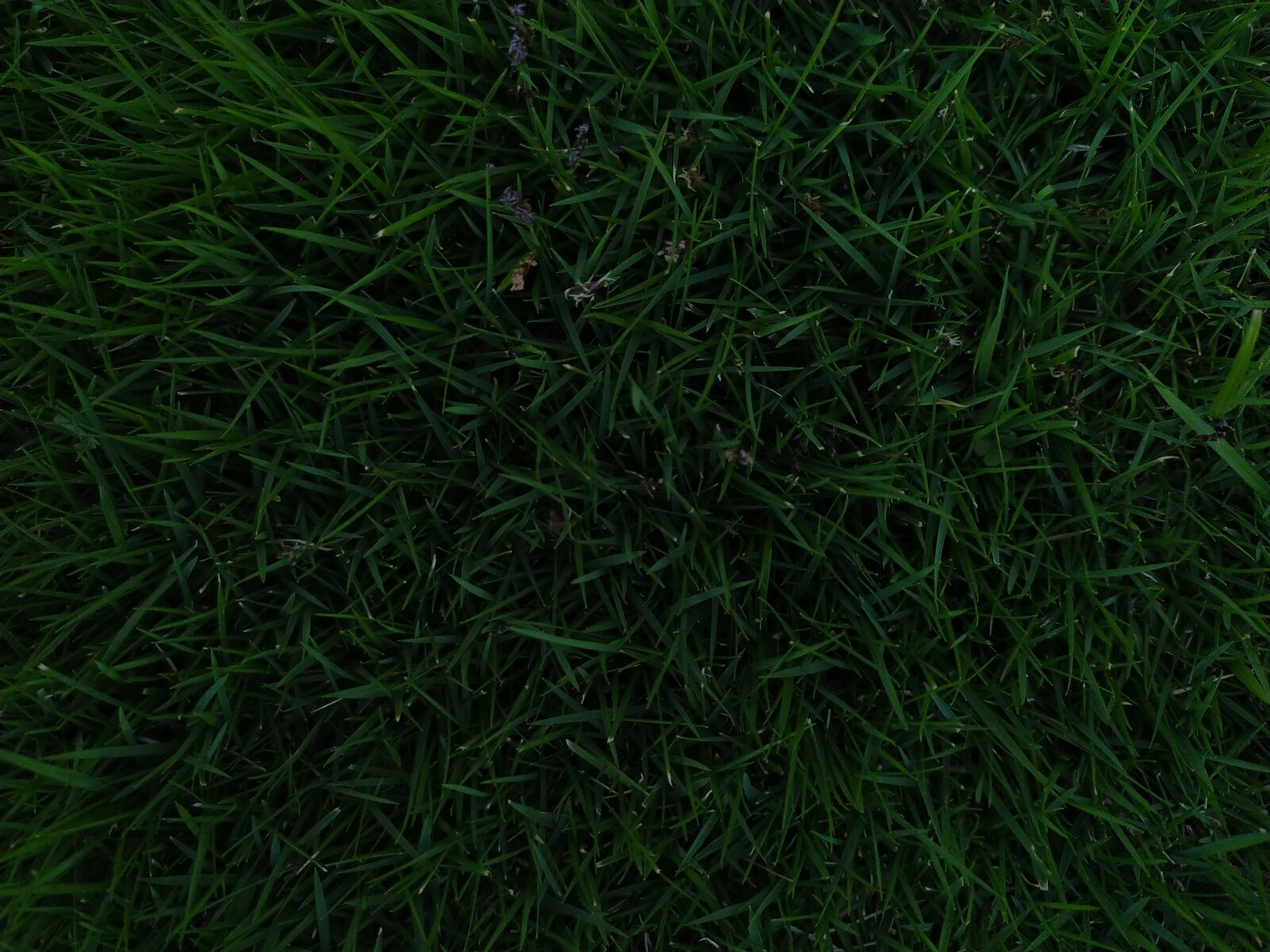 Xiaomi Redmi Note 7 sample photo. Abstract, background, carpet photography