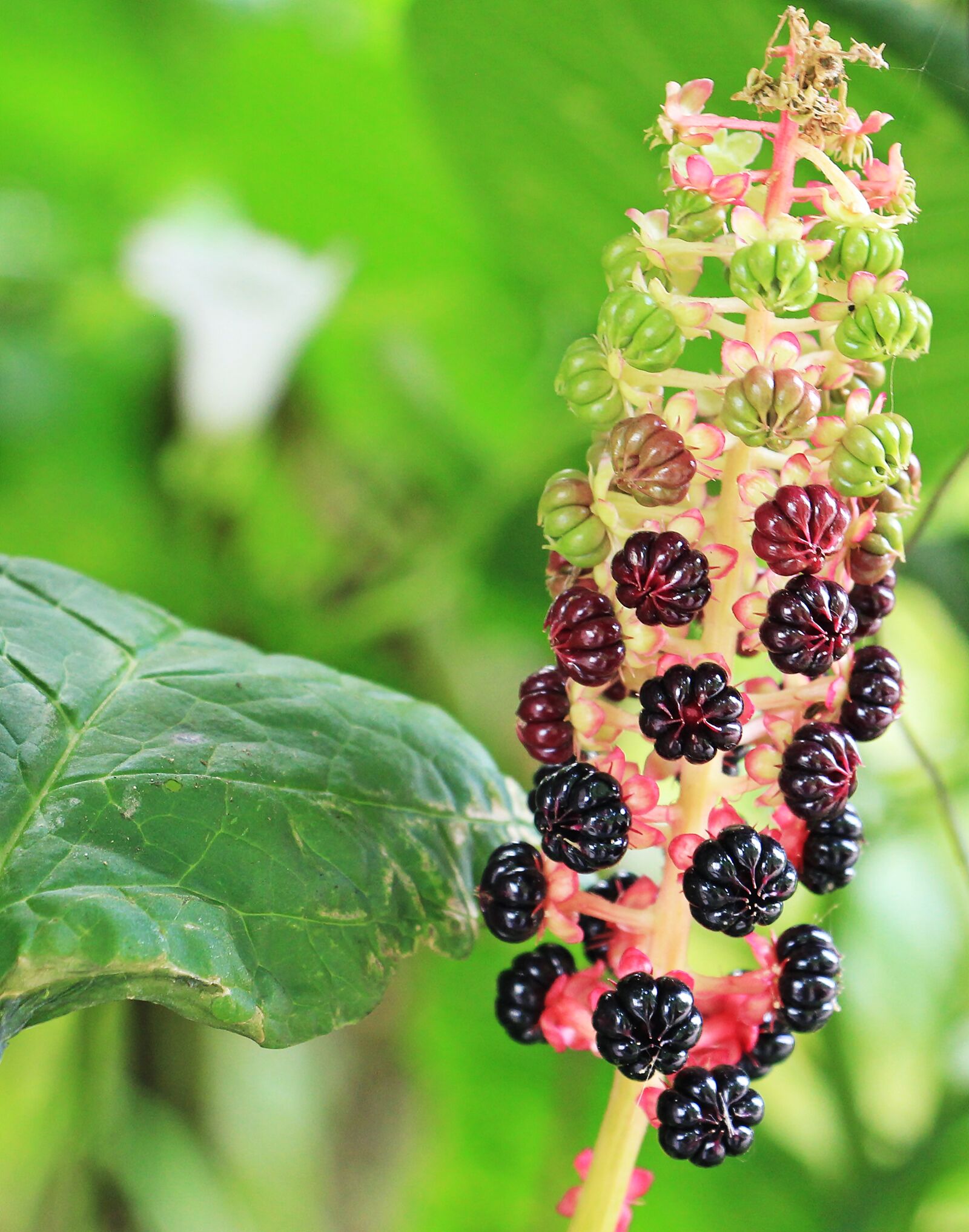 Canon EOS 550D (EOS Rebel T2i / EOS Kiss X4) sample photo. Pokeweed, phytolacca, kermesbeerengewächs photography