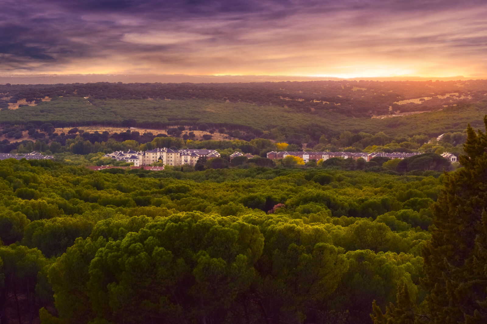 Nikon D5500 sample photo. Forest, gold, green, panoramic photography