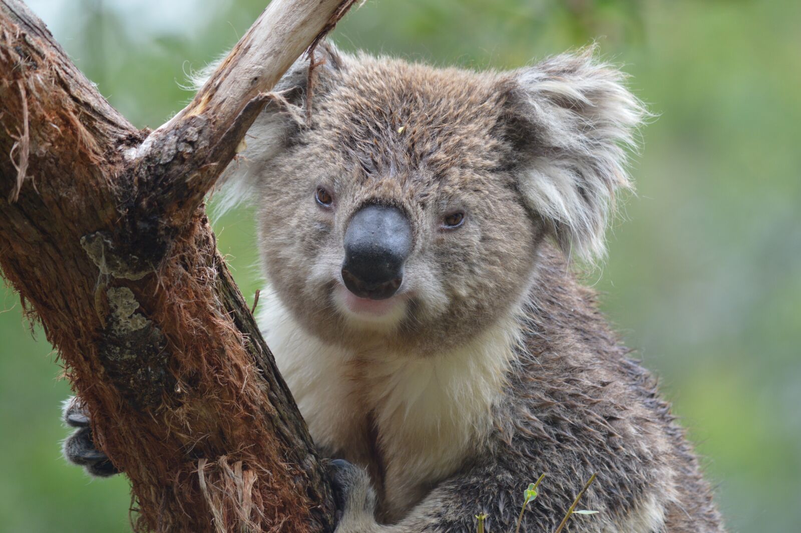 Nikon D3200 sample photo. Koala, australia, marsupial photography