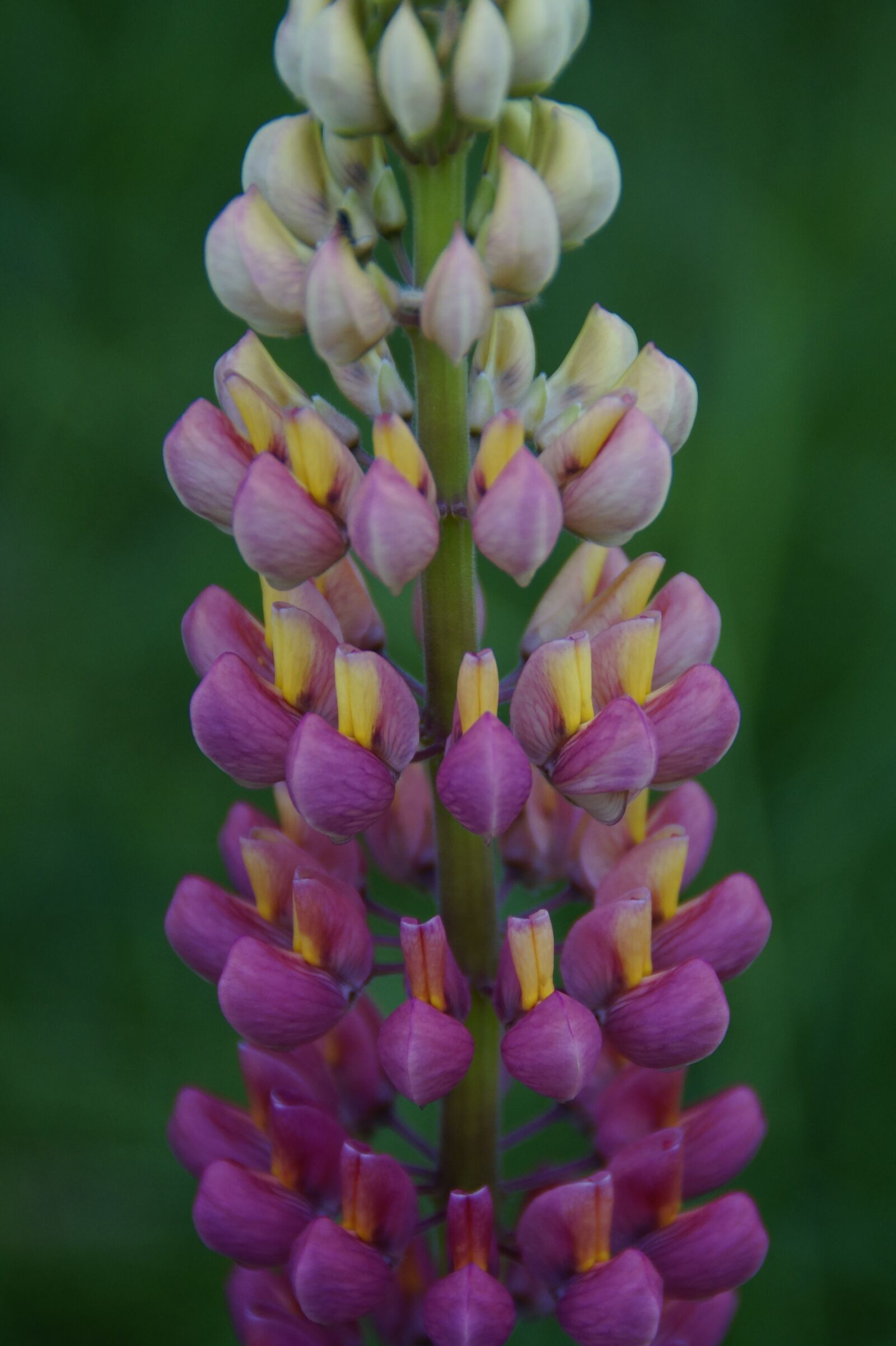Sony SLT-A58 sample photo. Lupine, pink, blossom photography