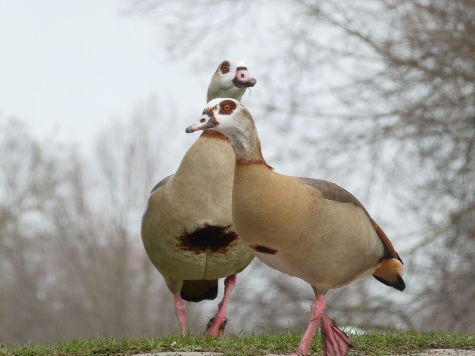 Panasonic DMC-TZ81 sample photo. Nilgänse, nilgans, pair photography