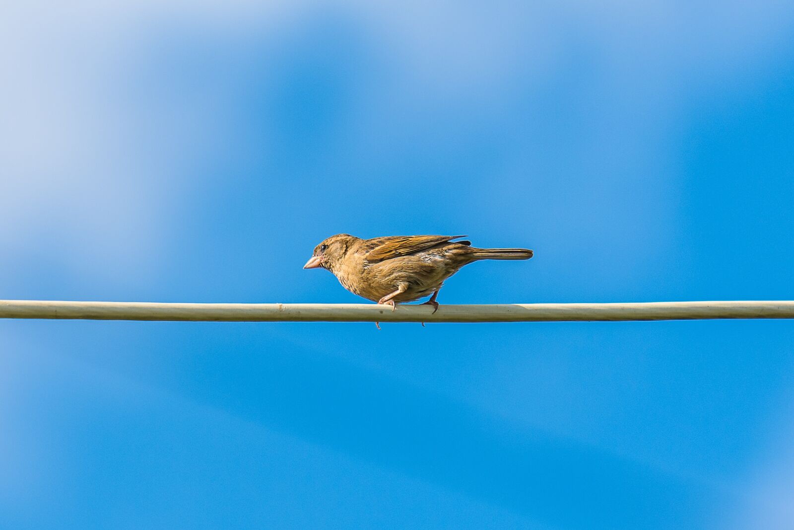 Nikon D7200 sample photo. Sparrow, birds, plumage photography