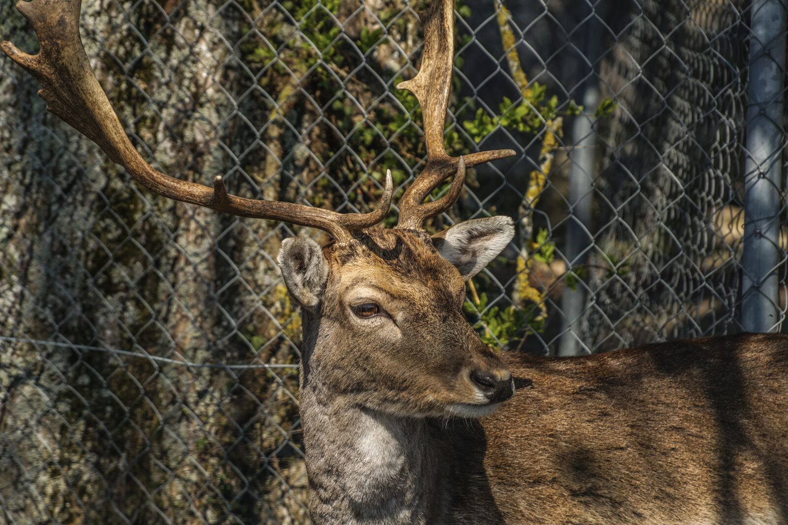 Sony DT 18-135mm F3.5-5.6 SAM sample photo. Hirsch, antler, animal photography