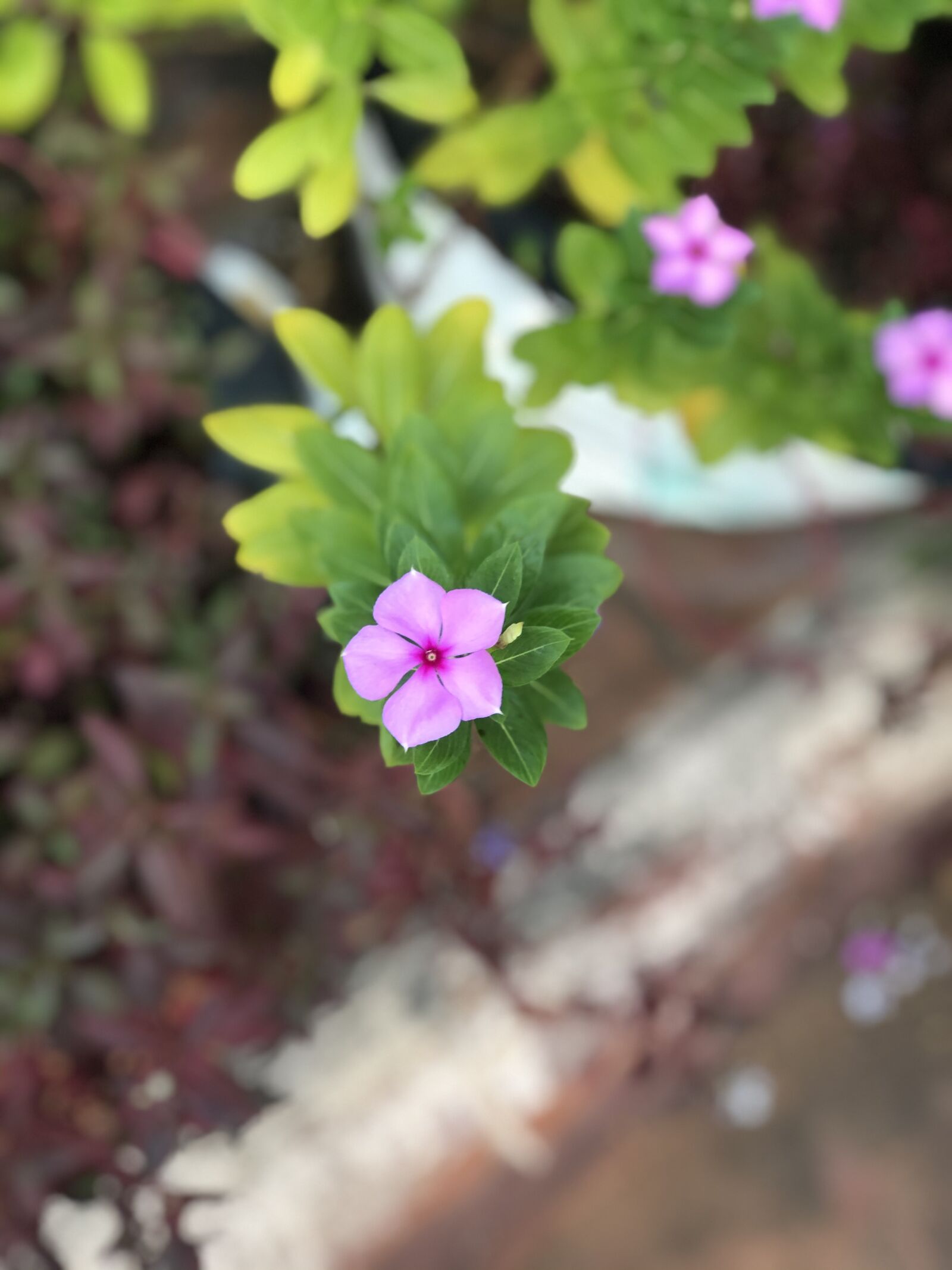 iPhone 8 Plus back dual camera 6.6mm f/2.8 sample photo. Spring, blossoms, flower photography