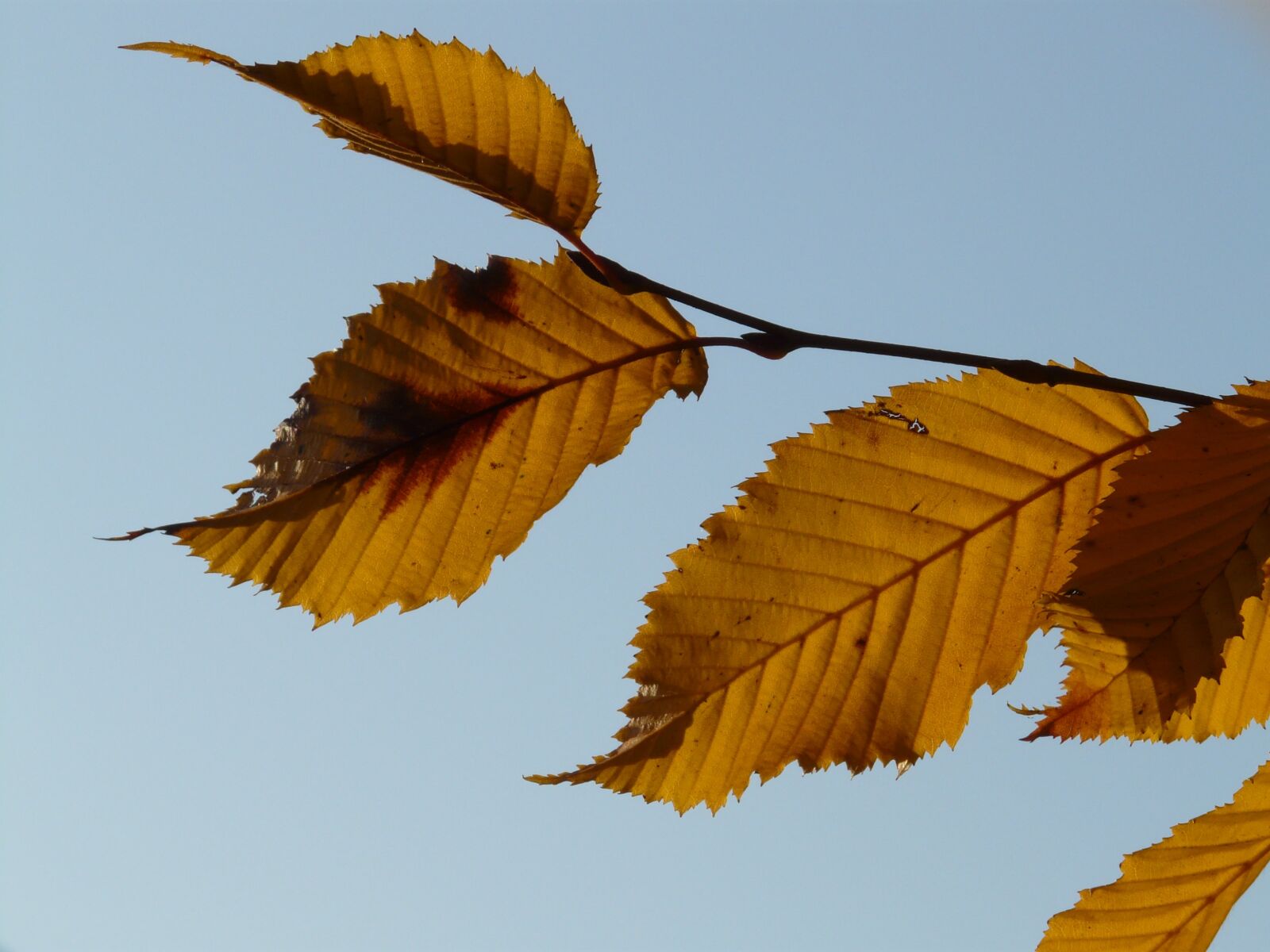 Panasonic DMC-FZ18 sample photo. Leaf, leaves, autumn photography