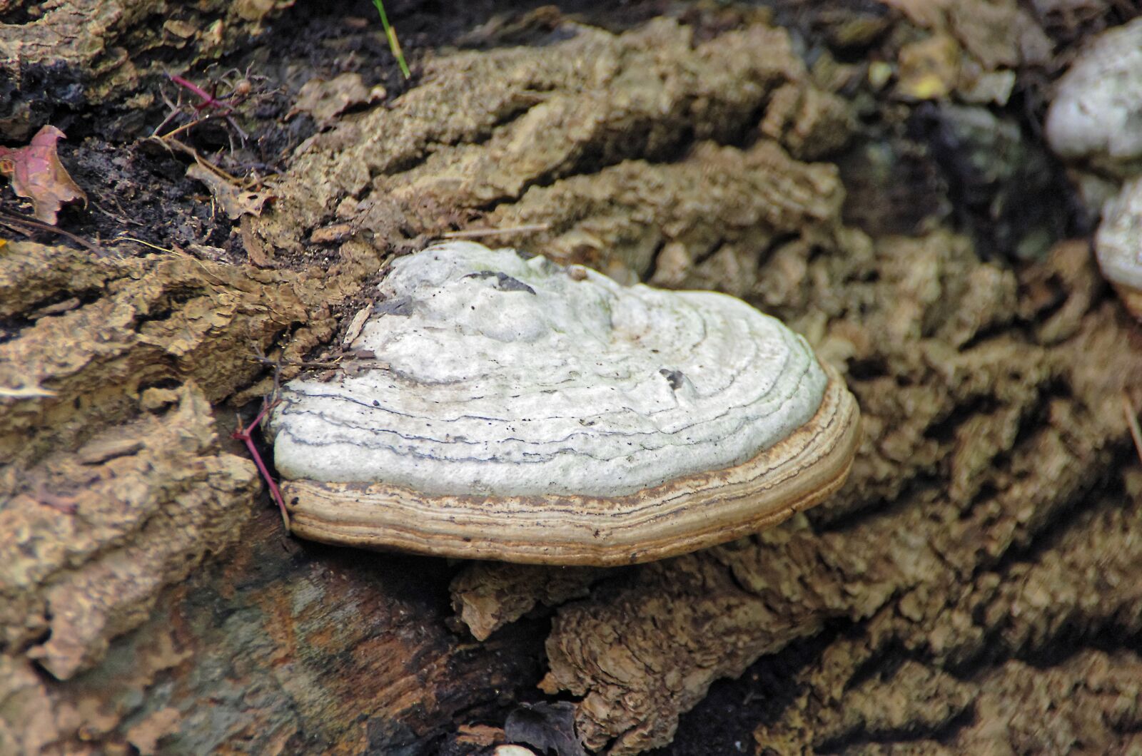 Pentax K-5 sample photo. Chaga, fungus, saprophyte photography
