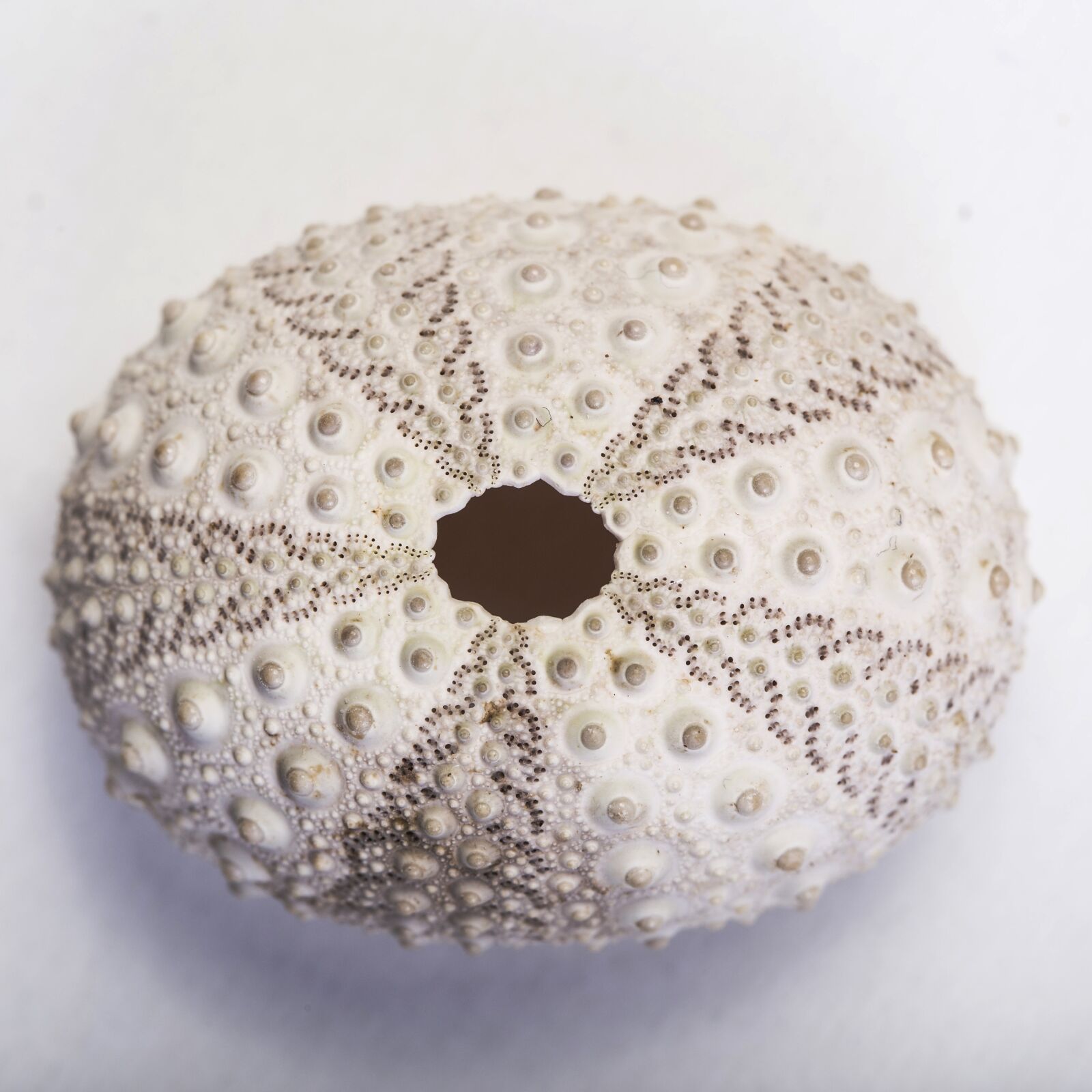 Canon EOS 6D + Canon EF 100mm F2.8 Macro USM sample photo. Macro, detail, hedgehog photography
