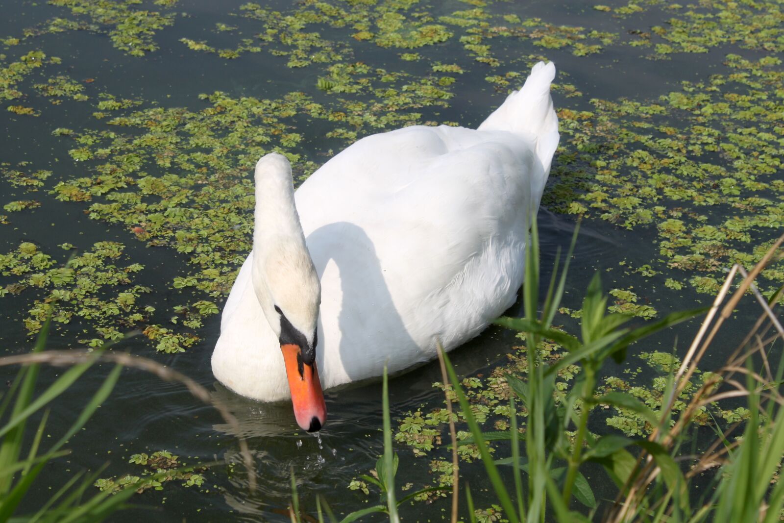 Canon EOS 500D (EOS Rebel T1i / EOS Kiss X3) sample photo. Swan, bird, water photography