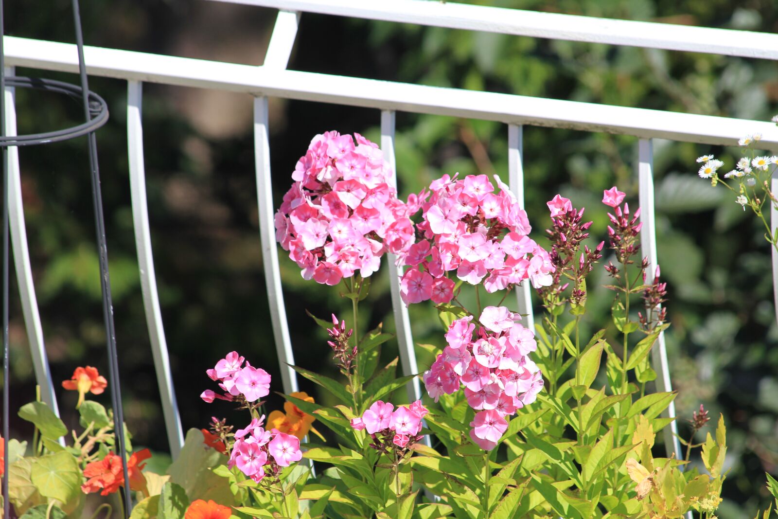 Canon EOS 550D (EOS Rebel T2i / EOS Kiss X4) sample photo. Balcony, flowers, blossom photography