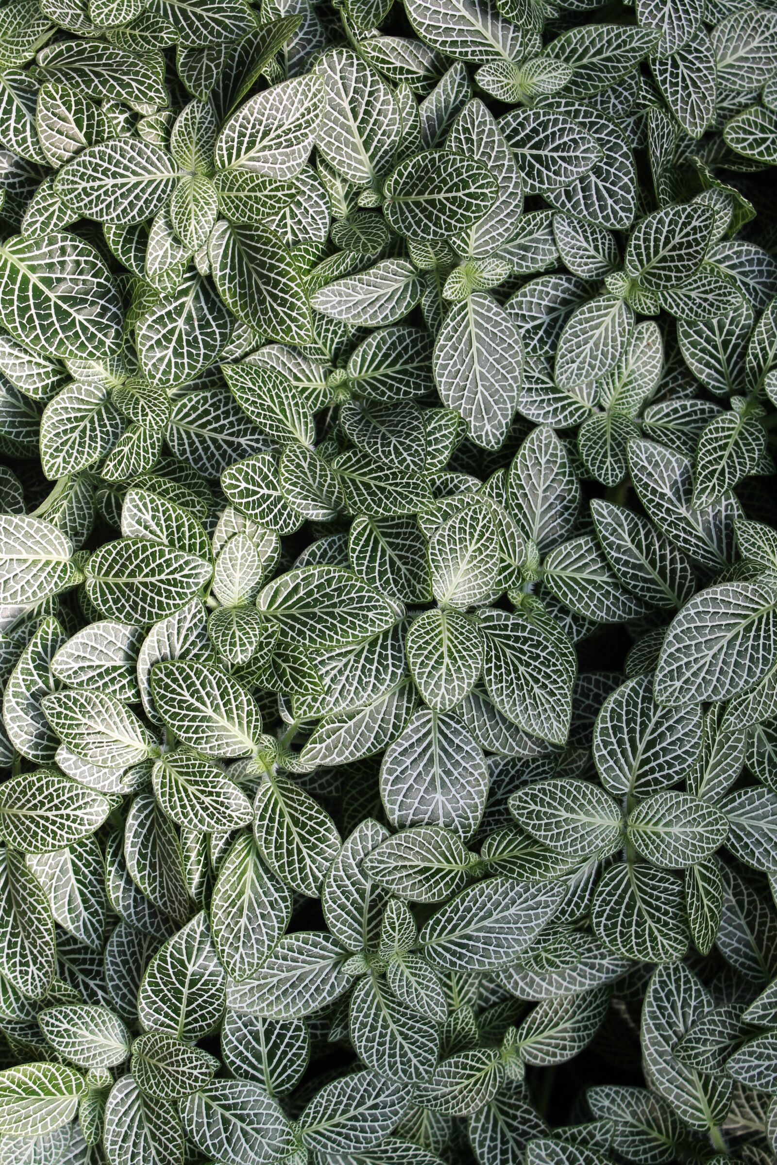 Canon EOS 1100D (EOS Rebel T3 / EOS Kiss X50) sample photo. Green, plant, leaf photography