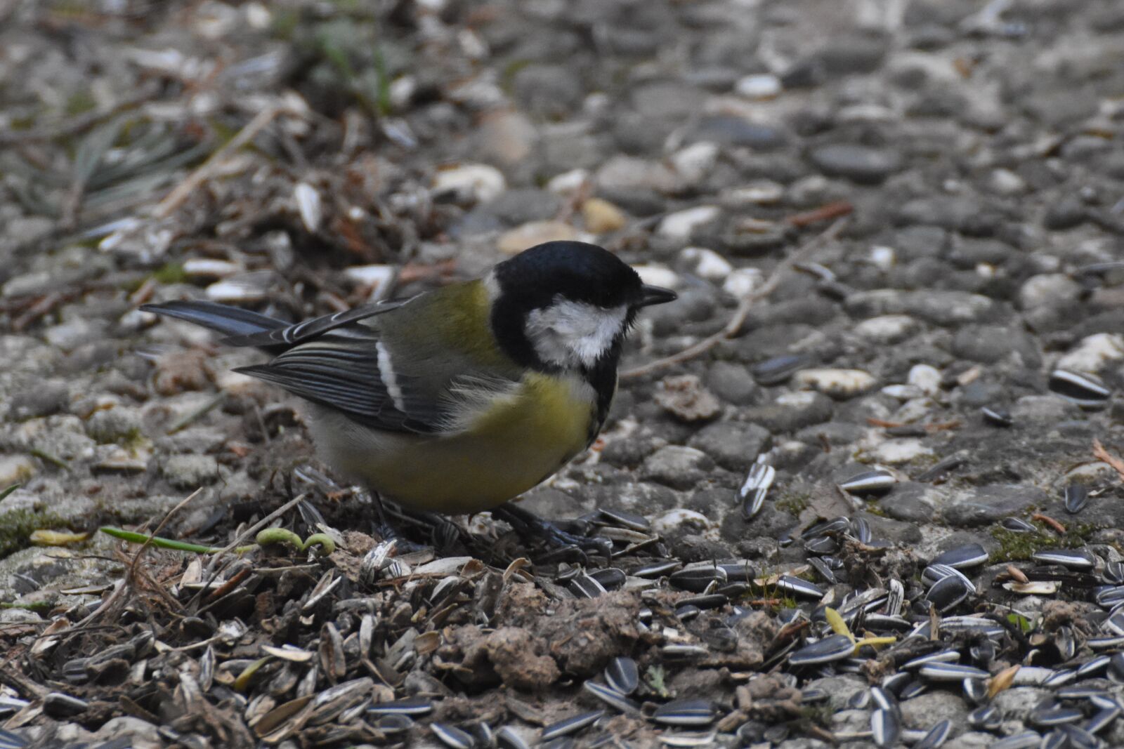 Nikon D7200 sample photo. Great tit, bird, nature photography